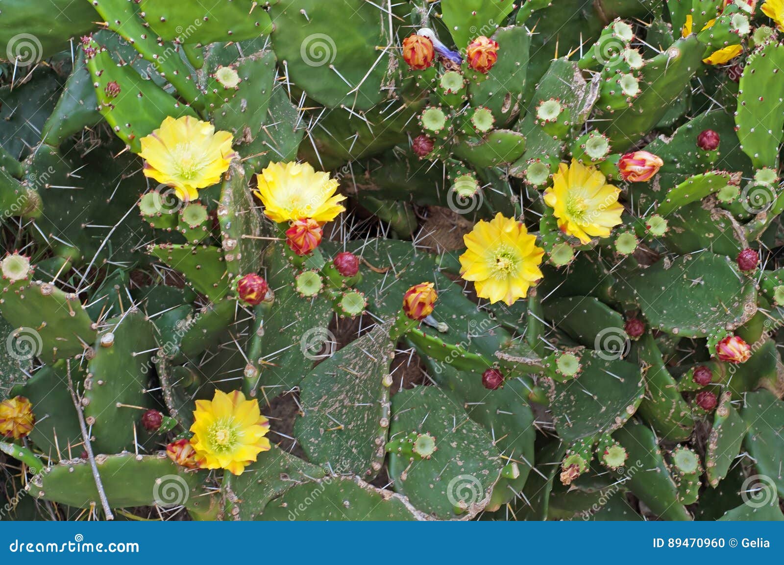 Flower summer indica Autoflowering Strains