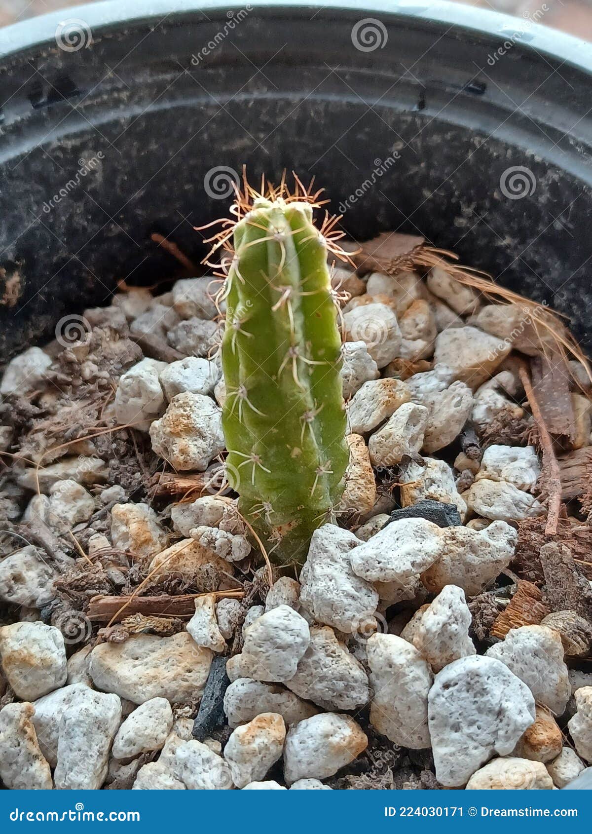 Cactus Bolivian Torch stock image. Image of bolivian - 224030171