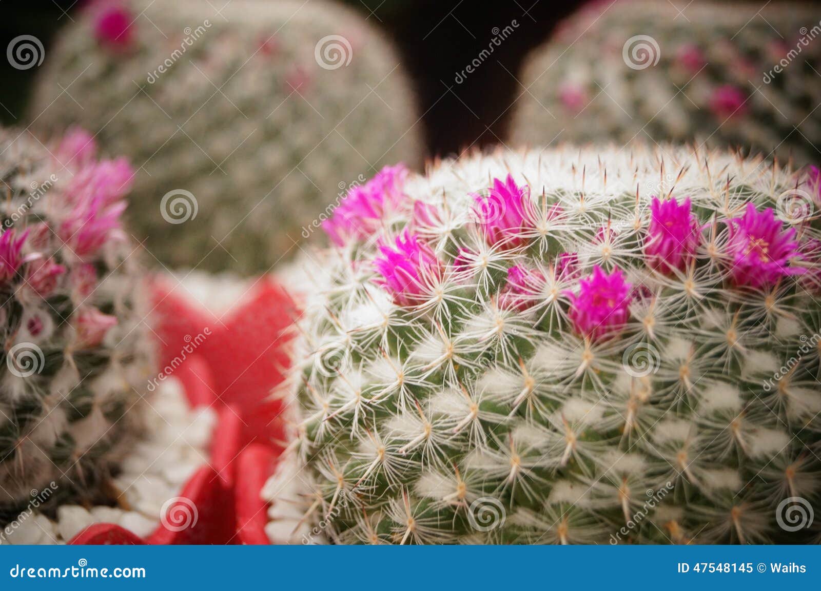 Cactus bonsai stock image. Image of features, pink, bonsai 47548145
