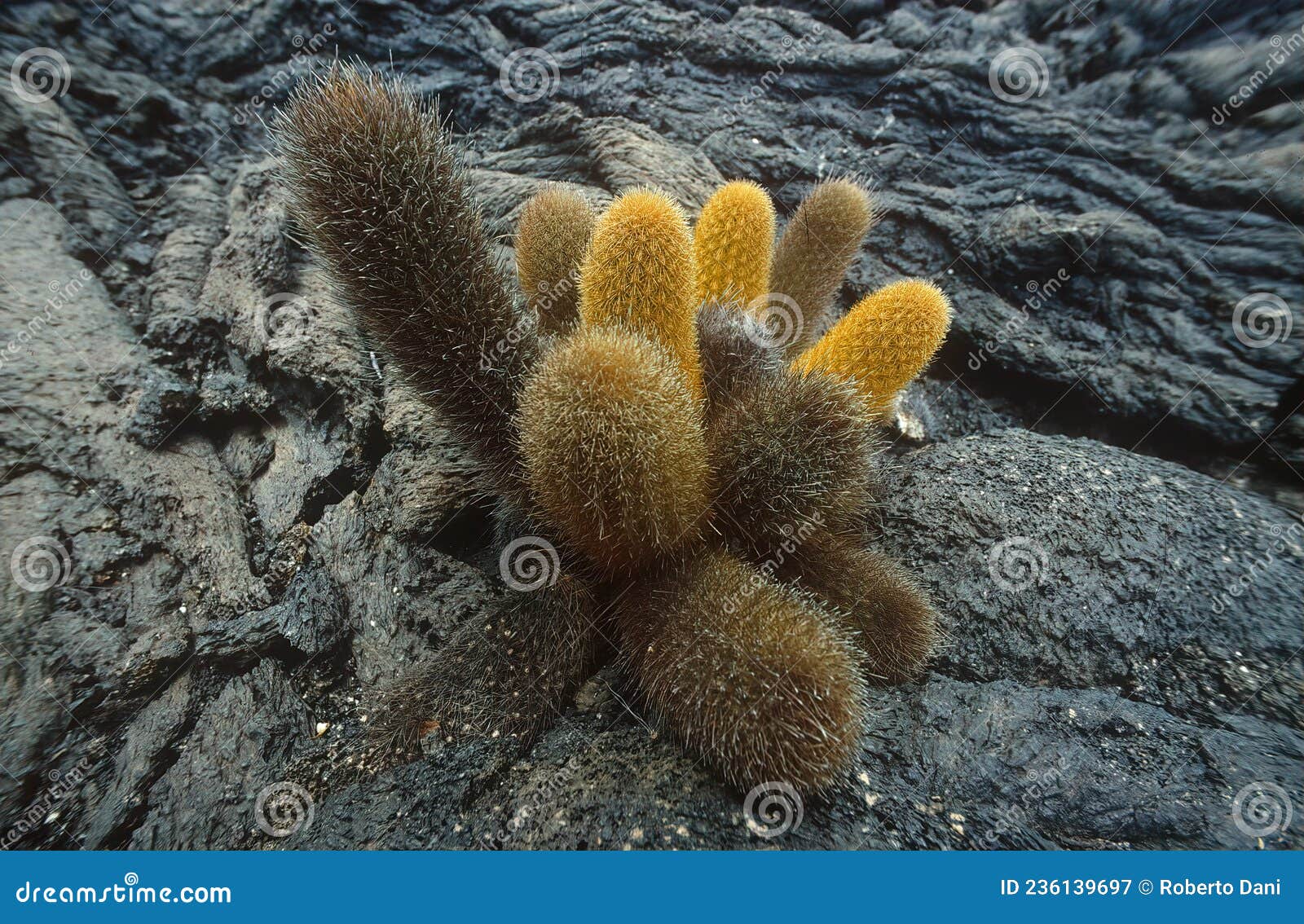 cactus born on a formation of cordoned lava