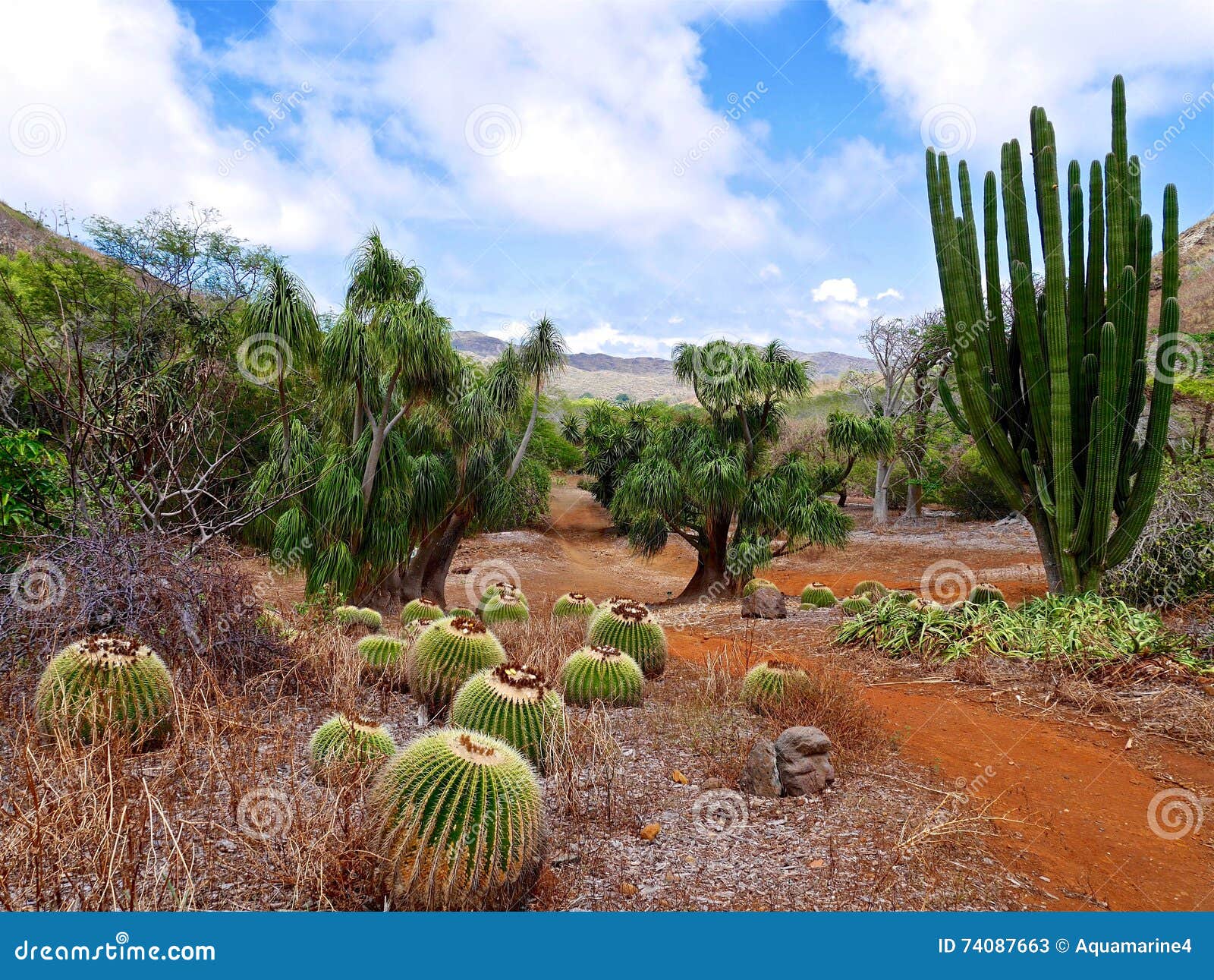 Cactus In Botanical Garden Stock Image Image Of Tropical Koko