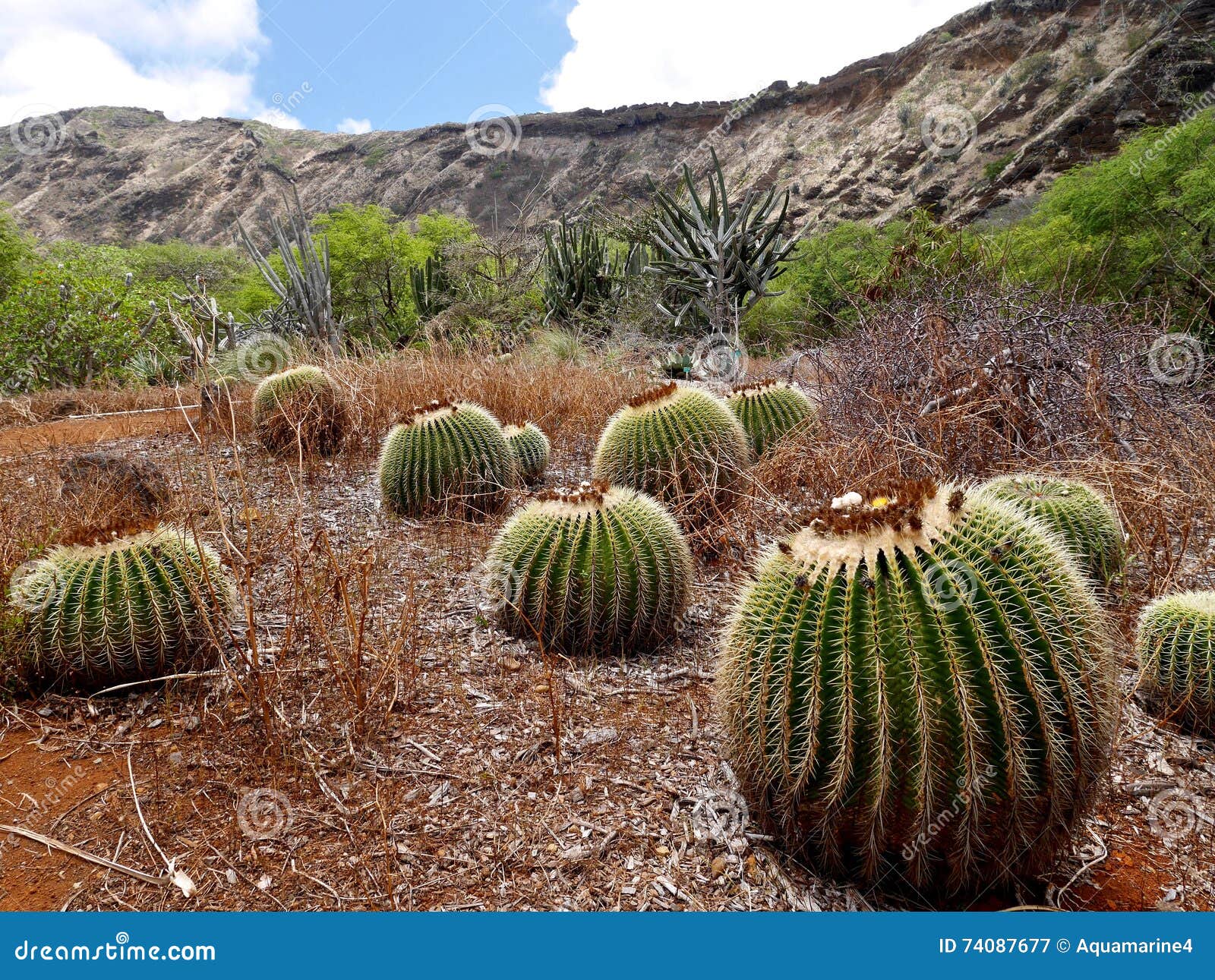 Cactus In Botanical Garden Stock Image Image Of Hike Trip