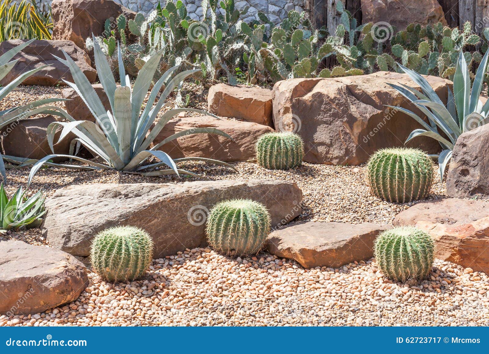 Cactus in Botanische Tuin, Model Van Woestijntuin Stock Afbeelding