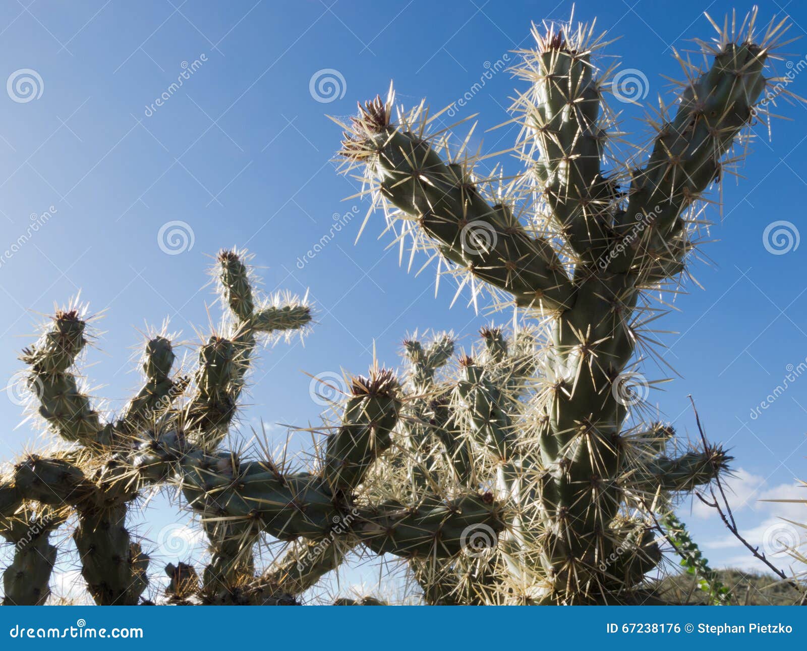 cactus buckhorn cholla opuntia acanthocarpa