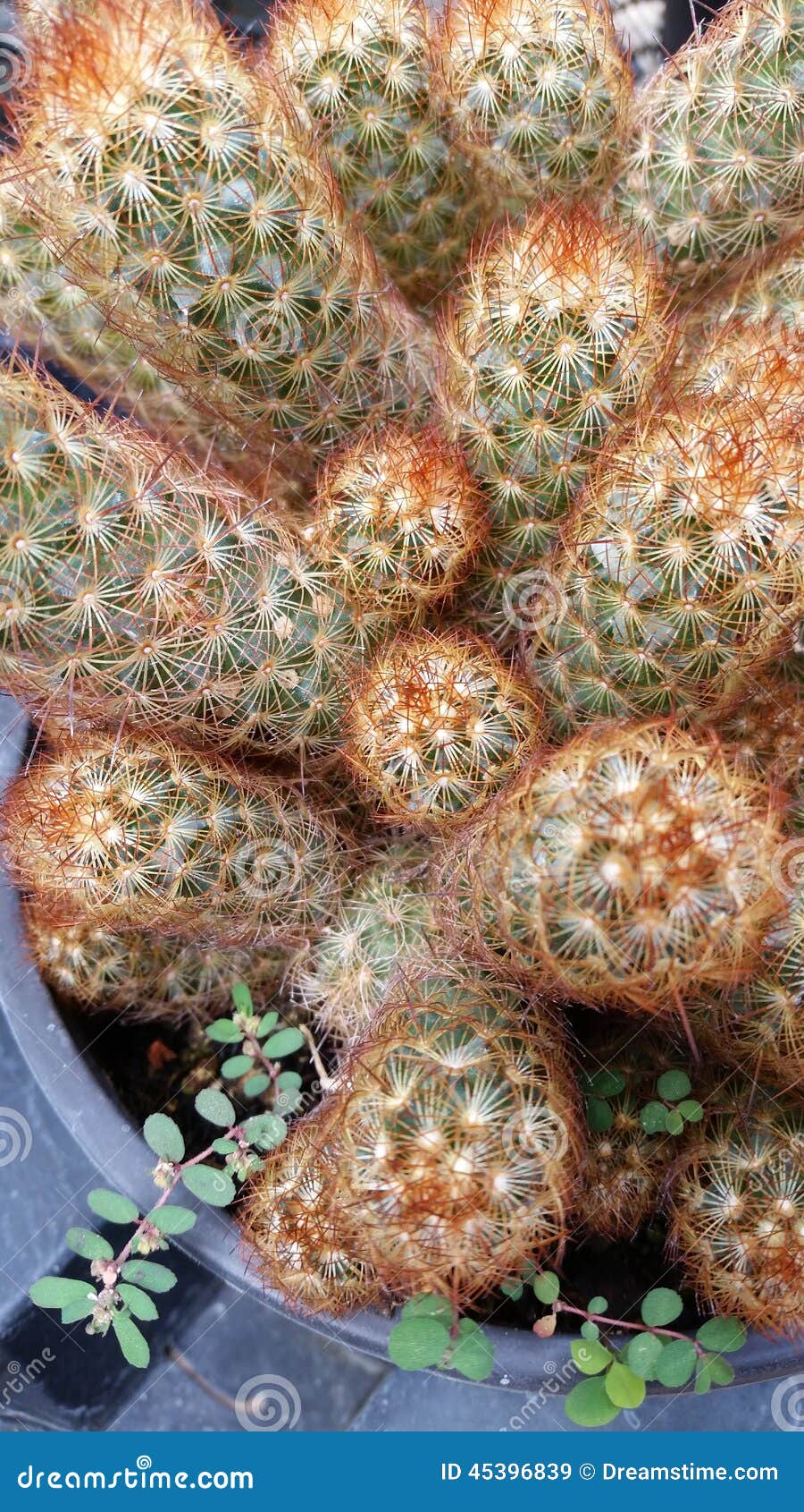 Cactus Bunch stock image. Image of texas, bunch, nursery 45396839