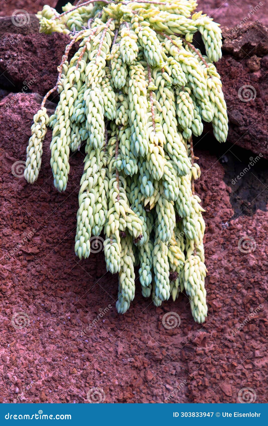 cactus in canary islands.
