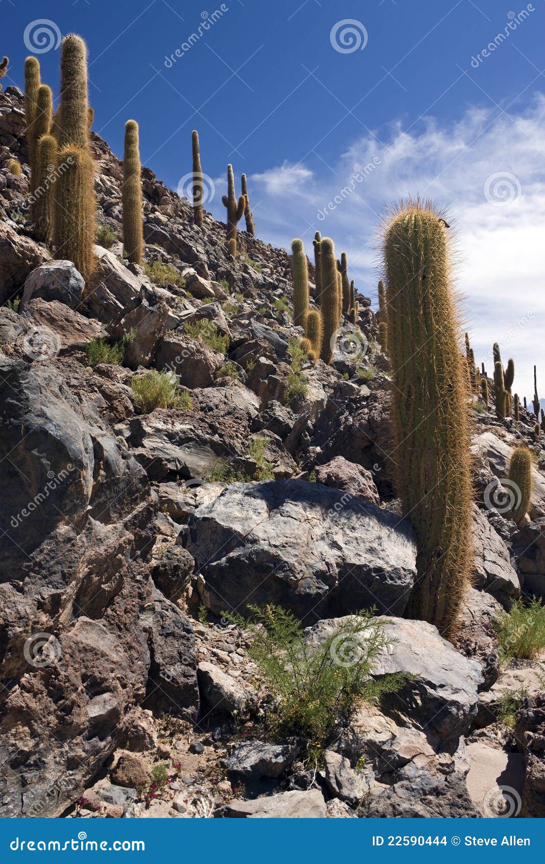 cactus canyon - san pedro de atacama - chile