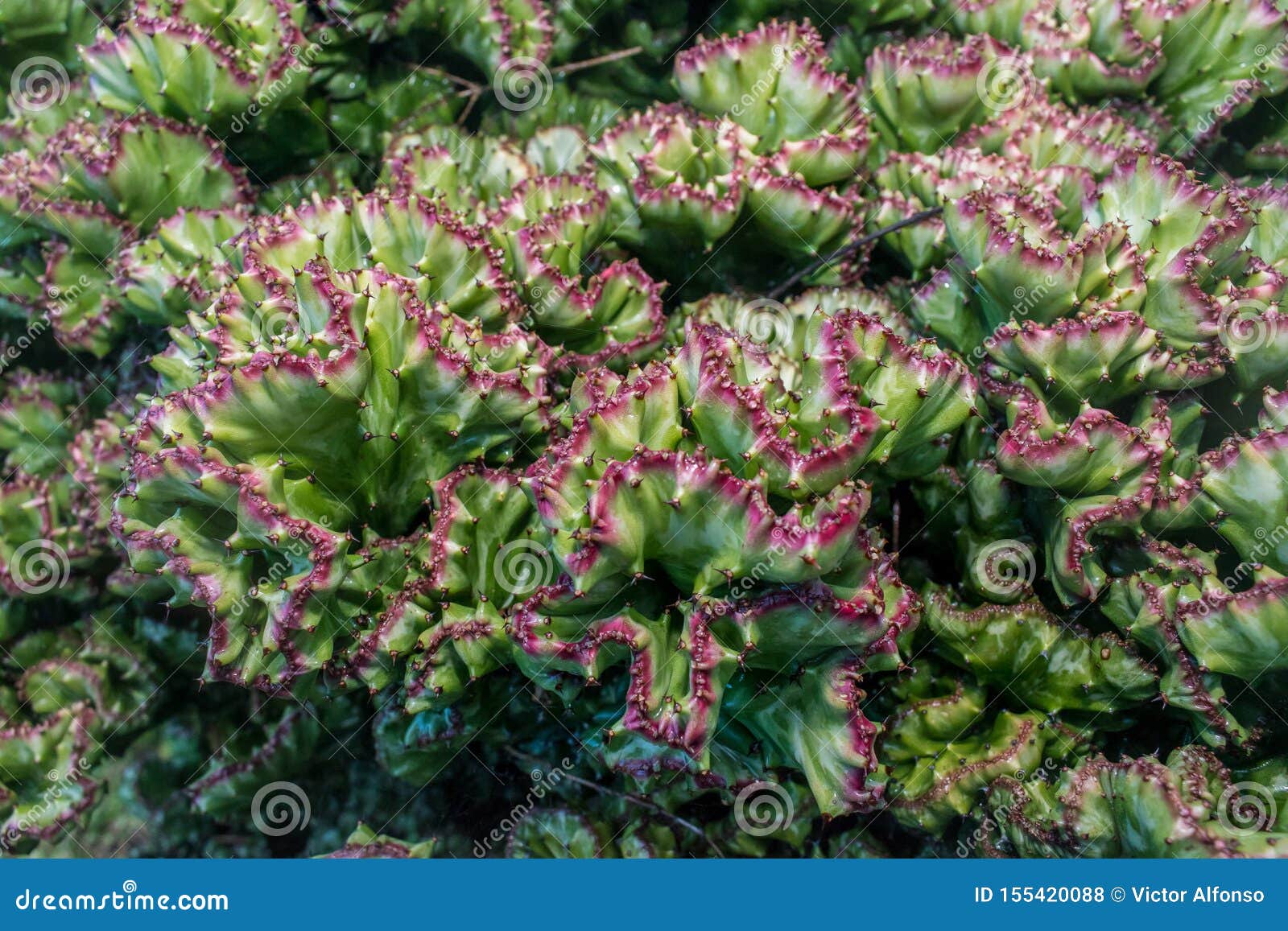 cactus cerebro en primer plano