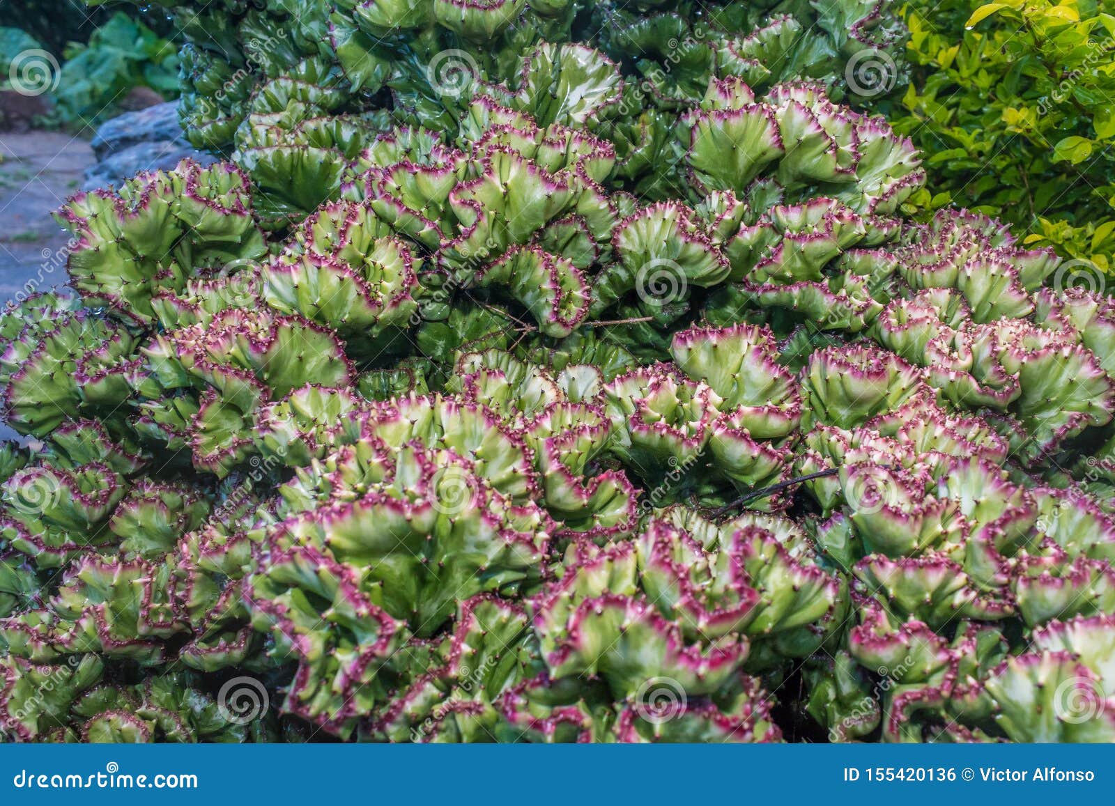 cactus cerebro en primer plano