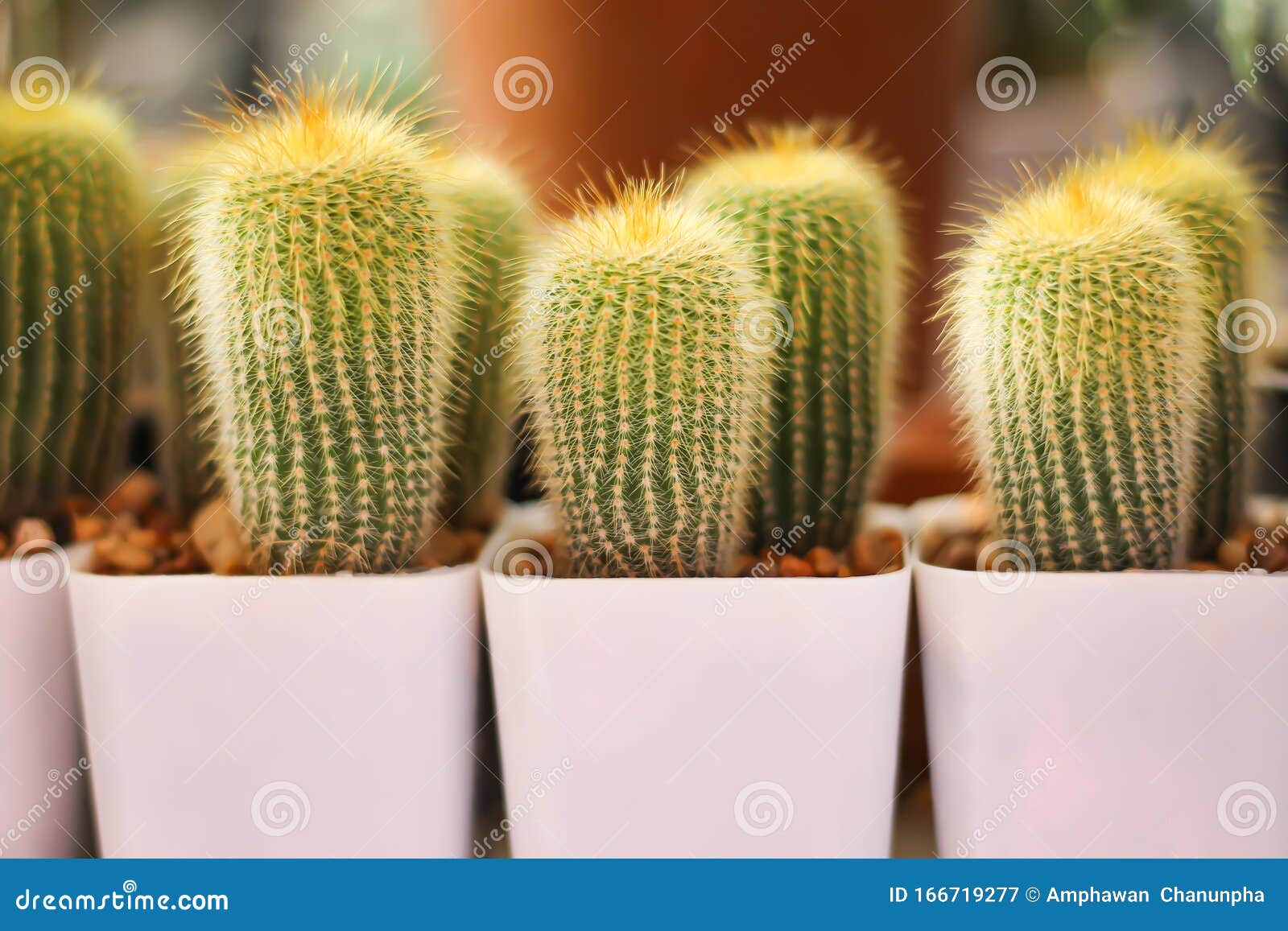 Cactus Cereus Peruvianus Group In Small White Pot At ...