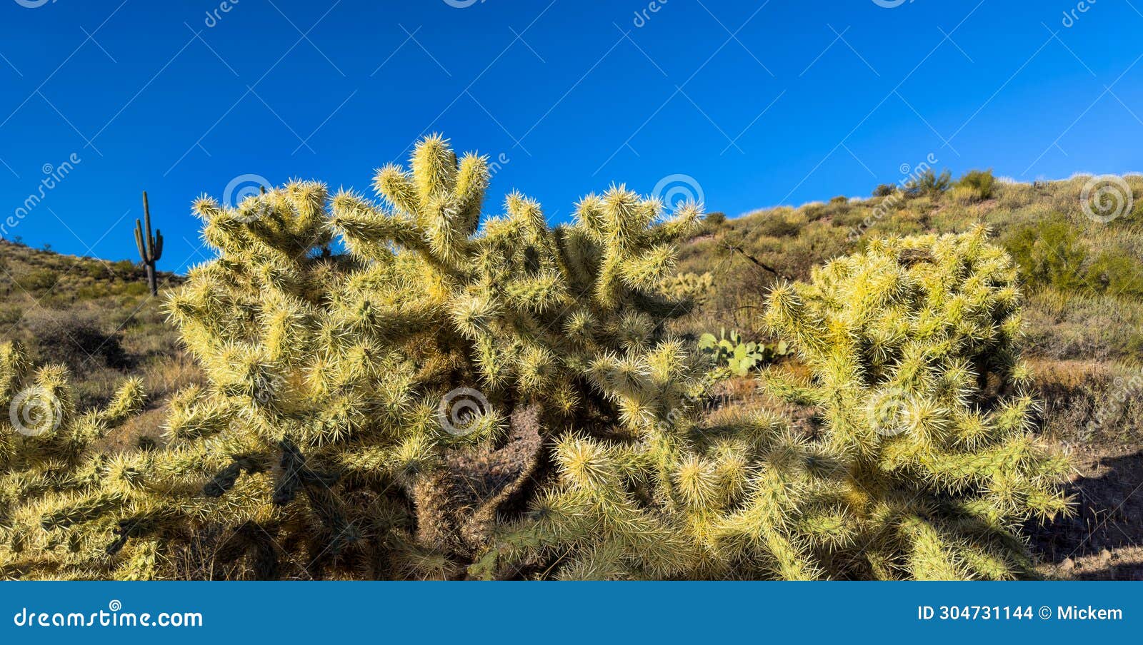 cactus cholla teddy bear panorama