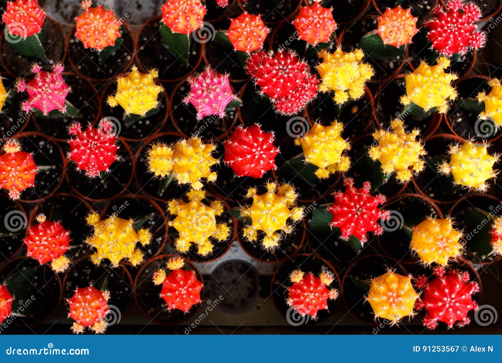 Cactus Coloreado Multi Desde Arriba Imagen de archivo - Imagen de ...