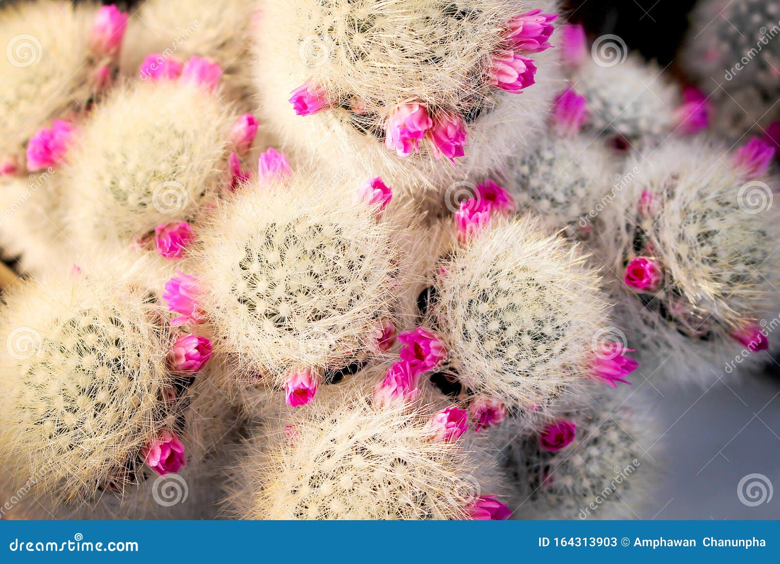 Cactus Com Cabelo Branco Comprido E Flores Rosa-claro E Coloridas Com Vista  De Cima Florescendo No Jardim Da Natureza Imagem de Stock - Imagem de  fundo, floral: 164313903