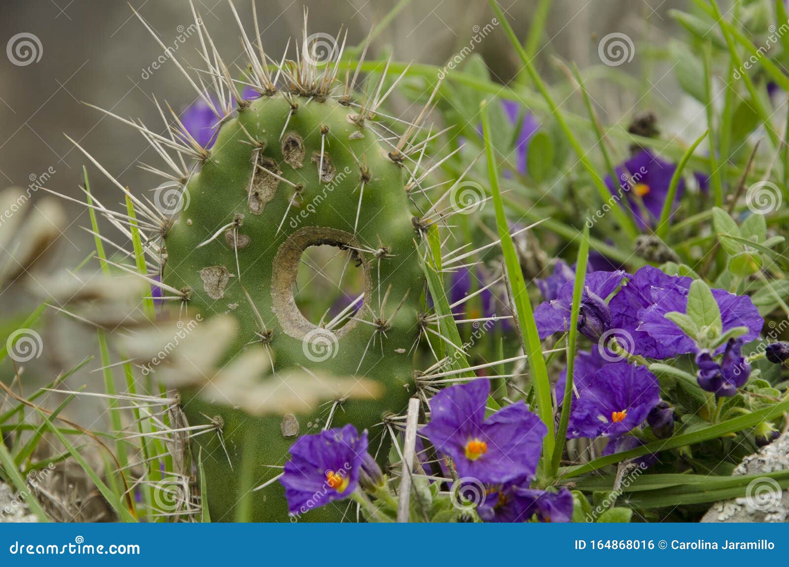 Cactus Com Espinhos Longos Cercados Por Flores Roxas Azuis Foto de Stock -  Imagem de habitat, barranco: 164868016