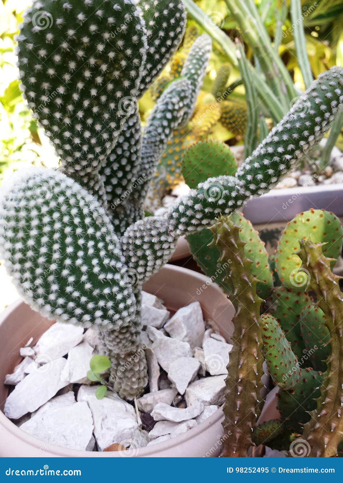 cactus conejo