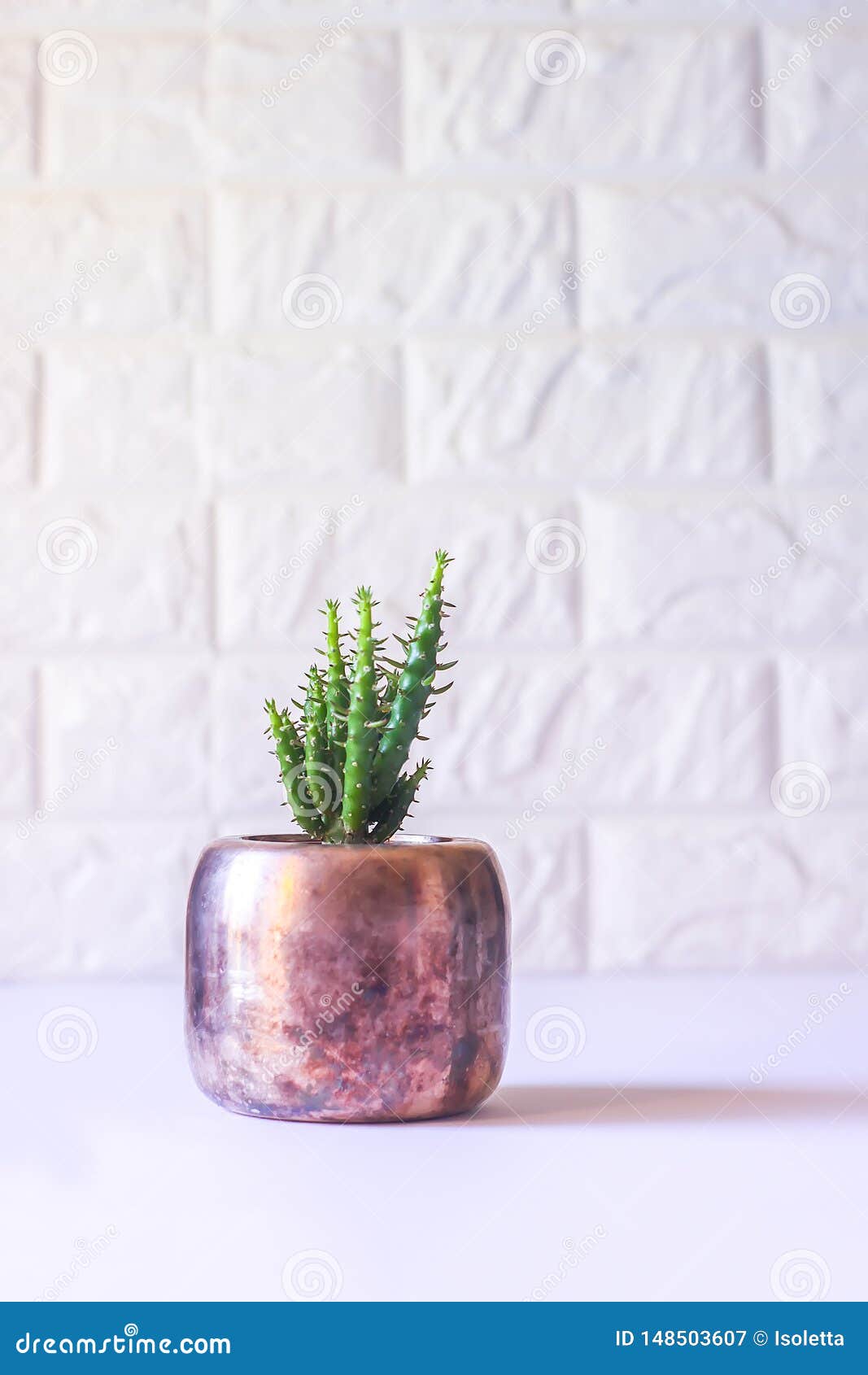 Cactus In The Copper Pot Decorative Plant In Minimalistic Modern Room Interior Stock Image Image Of Agriculture Flora 148503607
