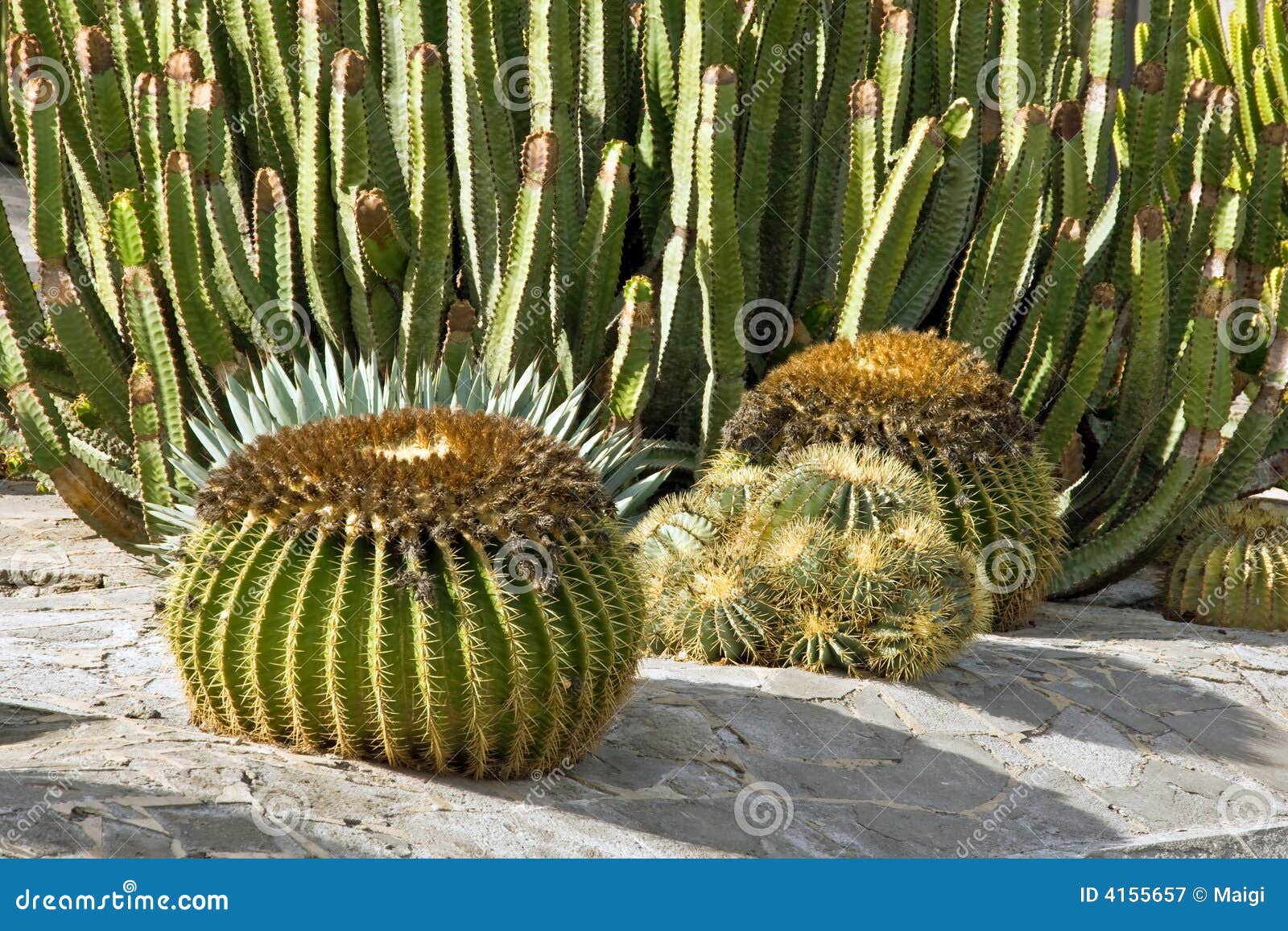 Cactus dans Gran Canaria image stock. Image du desséché 4155657