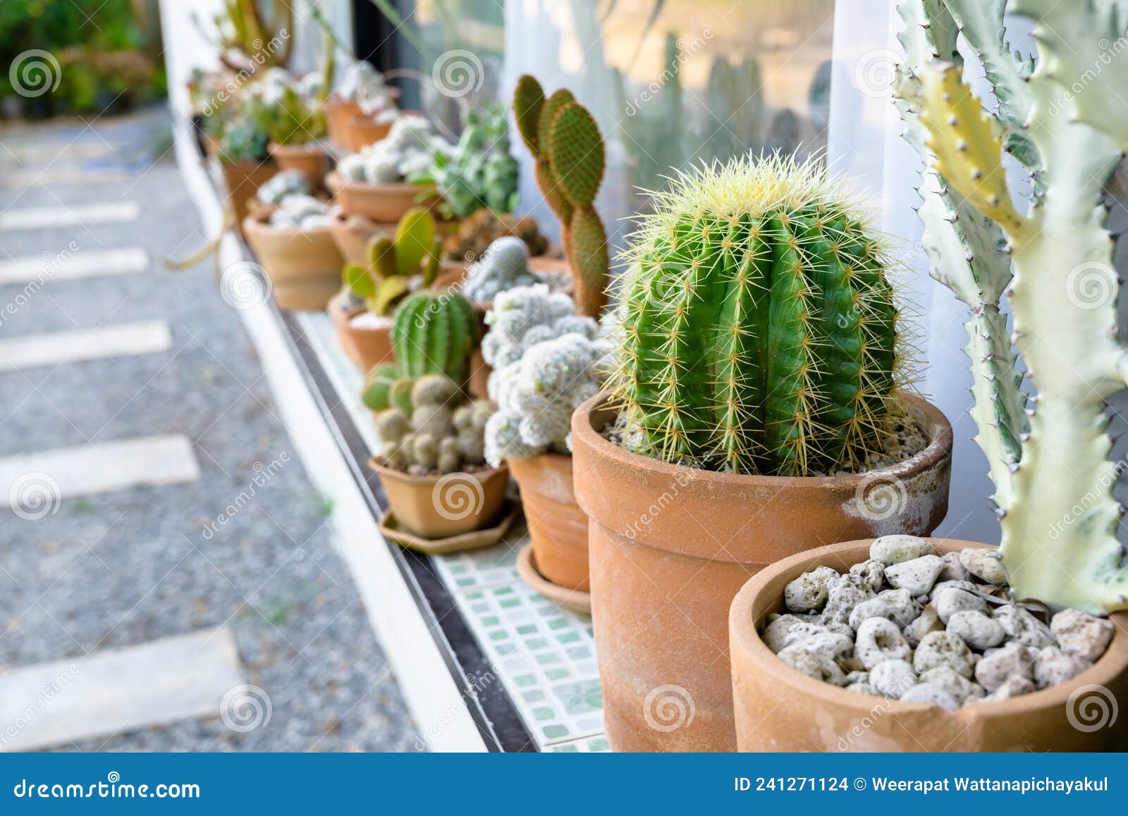 Cactus Dans Le Jardin Jardinage à La Maison Photo stock - Image du