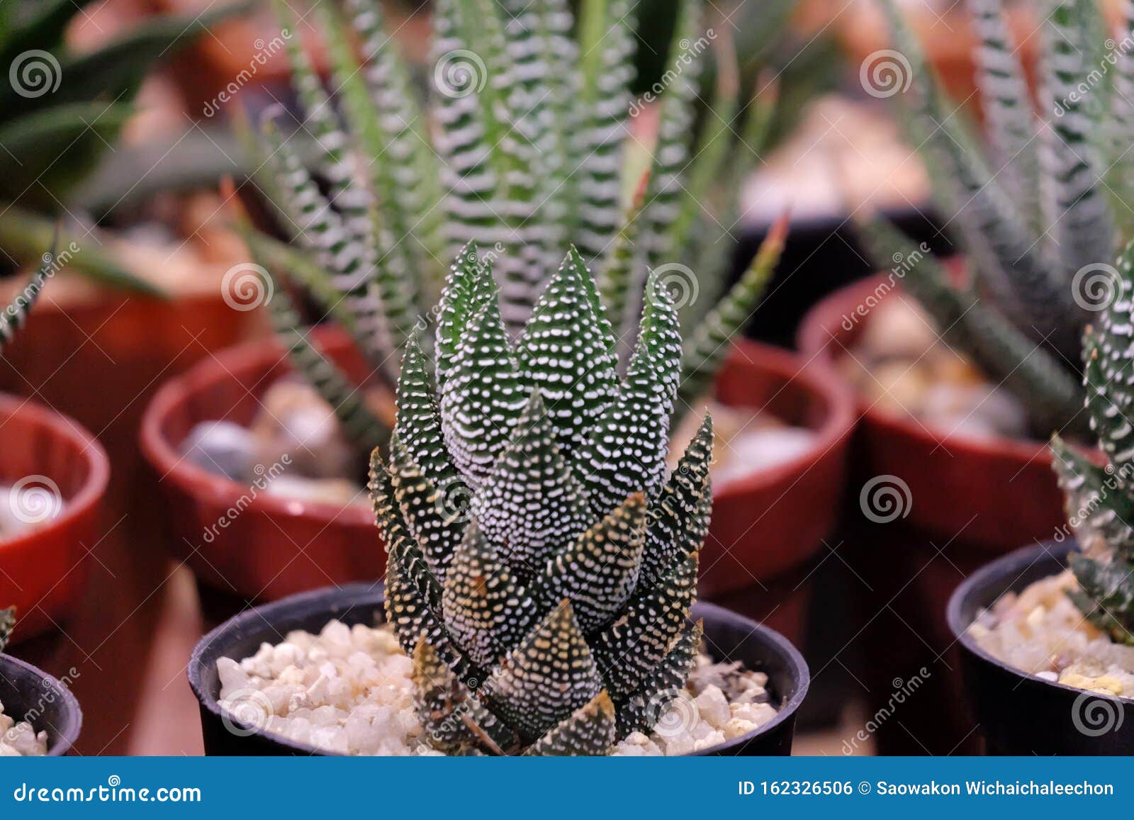 Cactus De Arcilla O Cebra,planta De Perla,planta De Ventana Estelar En  Maceta De Flor Negra Foto de archivo - Imagen de flora, venta: 162326506