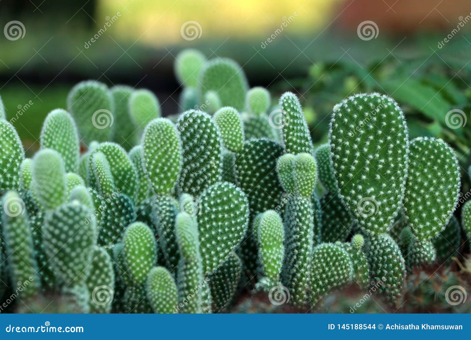 Cactus De Beaucoup De Microdasys D