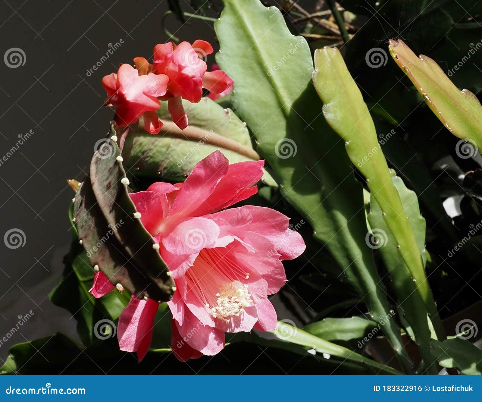 Cactus De Orquídea O Dessocactus Ackermannii En Flor Foto de archivo -  Imagen de oscuro, flor: 183322916