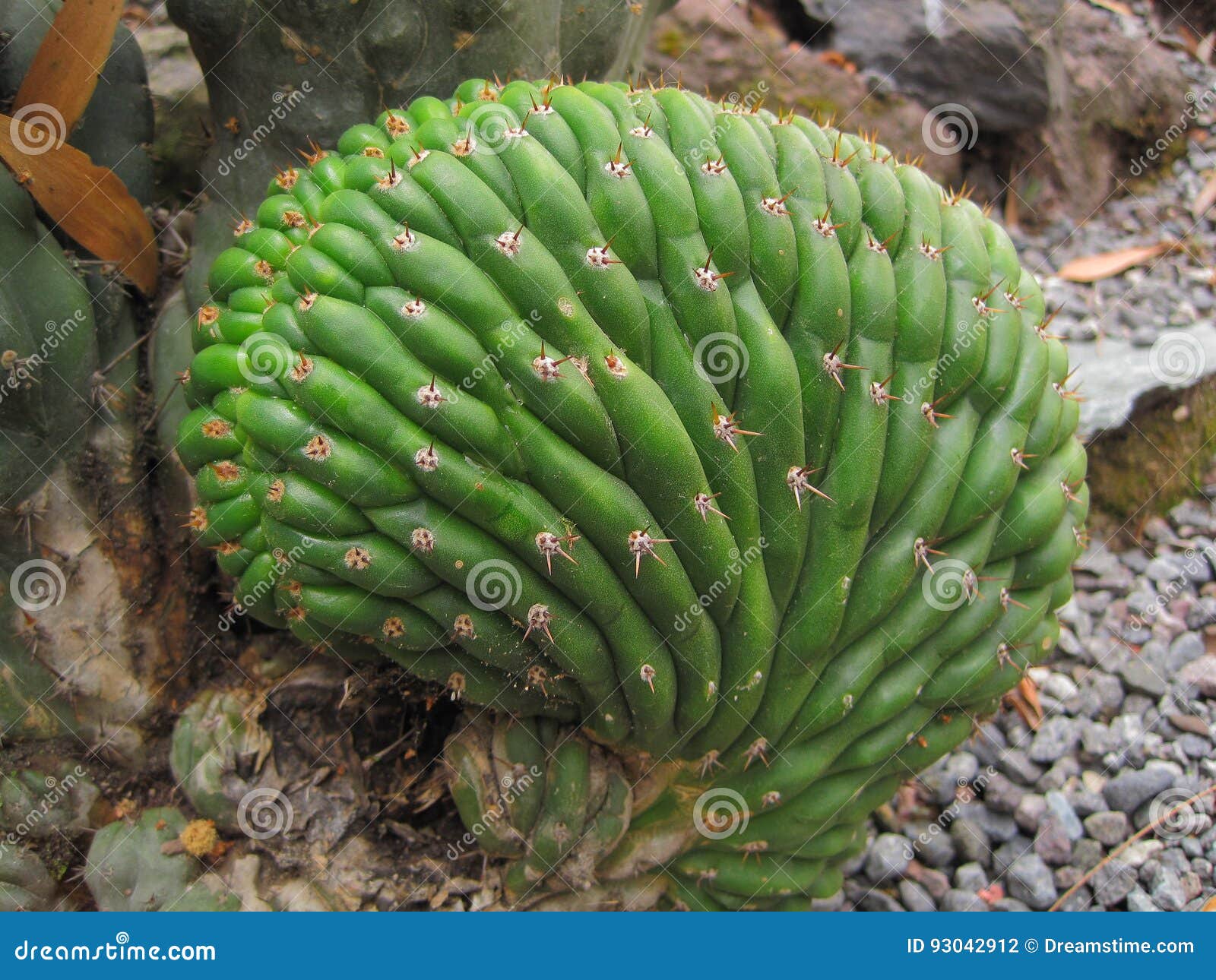 Cactus del cerebro foto de archivo. Imagen de cerebro - 93042912