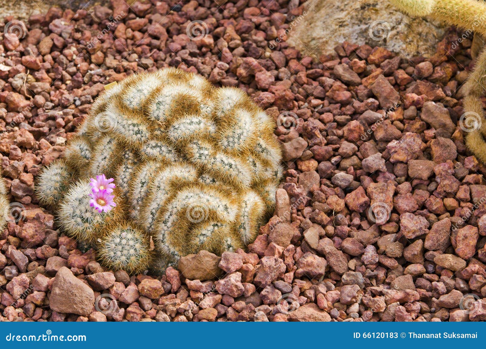 Cactus Del Cerebro Fotos de stock - Fotos libres de regalías de Dreamstime