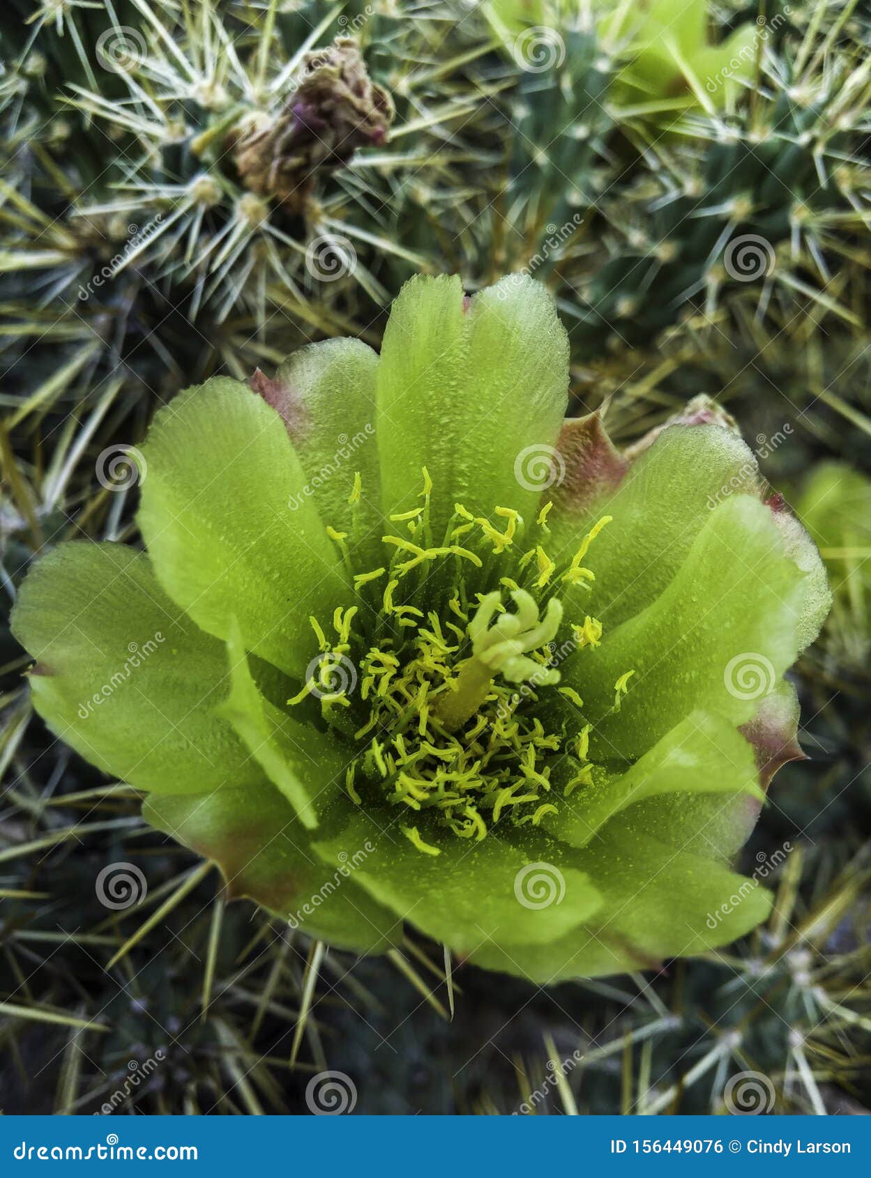 Cactus Del Desierto Flor Silvestre De Cera Amarilla Foto de archivo -  Imagen de utah, rodeado: 156449076