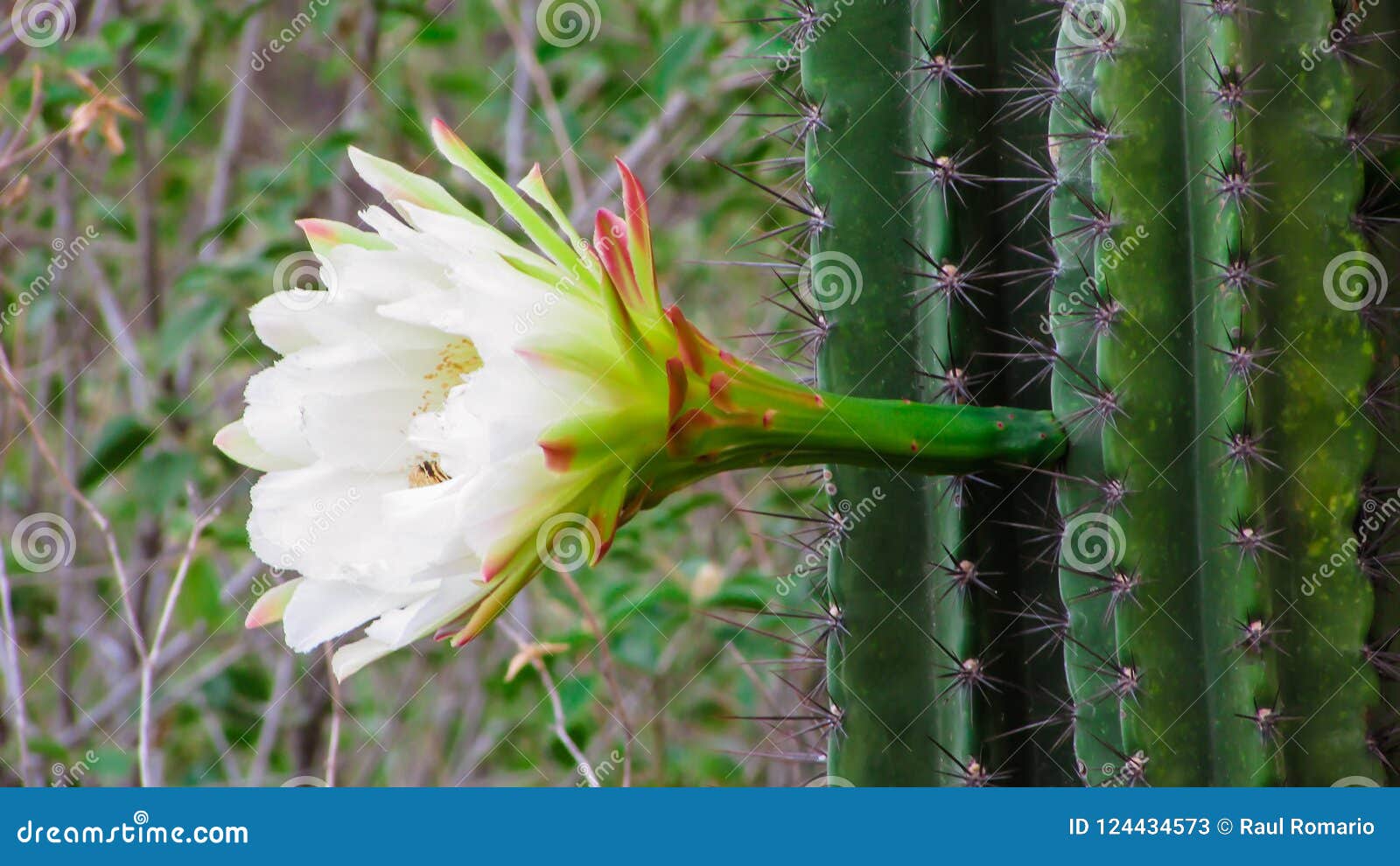 Cactus Del Mandacaru, Con Su Flor Blanca Hermosa Que Se Abre Solamente  Imagen de archivo - Imagen de blanco, verde: 124434573