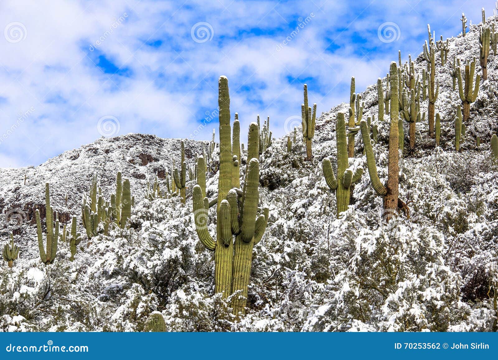 Cactus saguaro invierno fotografías e imágenes de alta resolución - Página  2 - Alamy