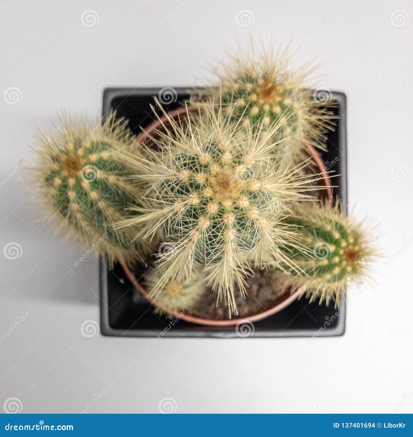 Cactus desde arriba foto de archivo. Imagen de tapa 137401694