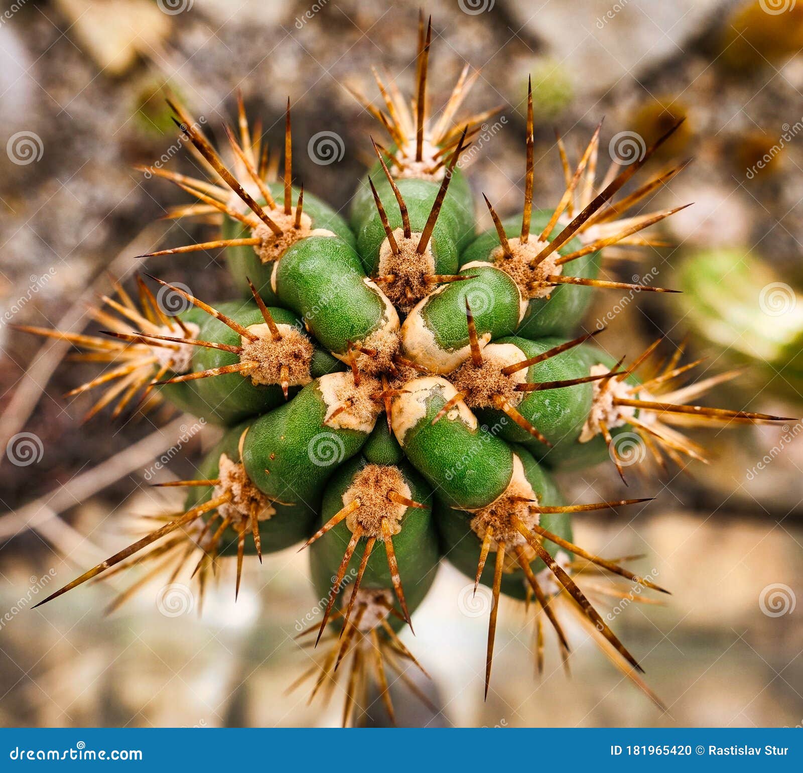 Cactus desde arriba foto de archivo. Imagen de crecido - 181965420