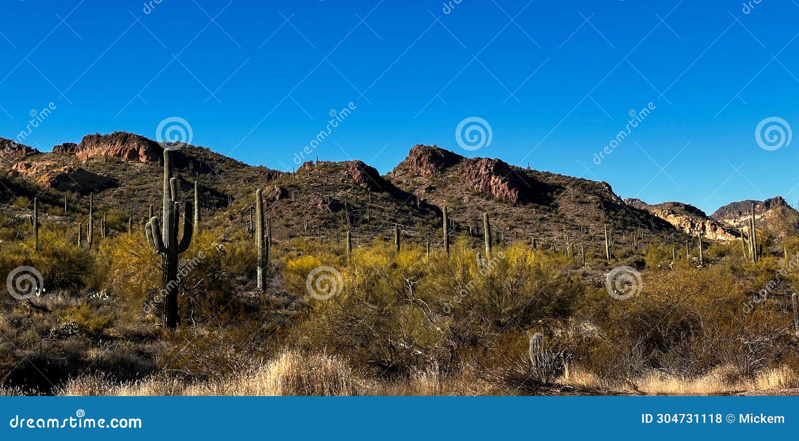 Cactus Desert Landscape Arizona Southwest Stock Photo - Image of ...