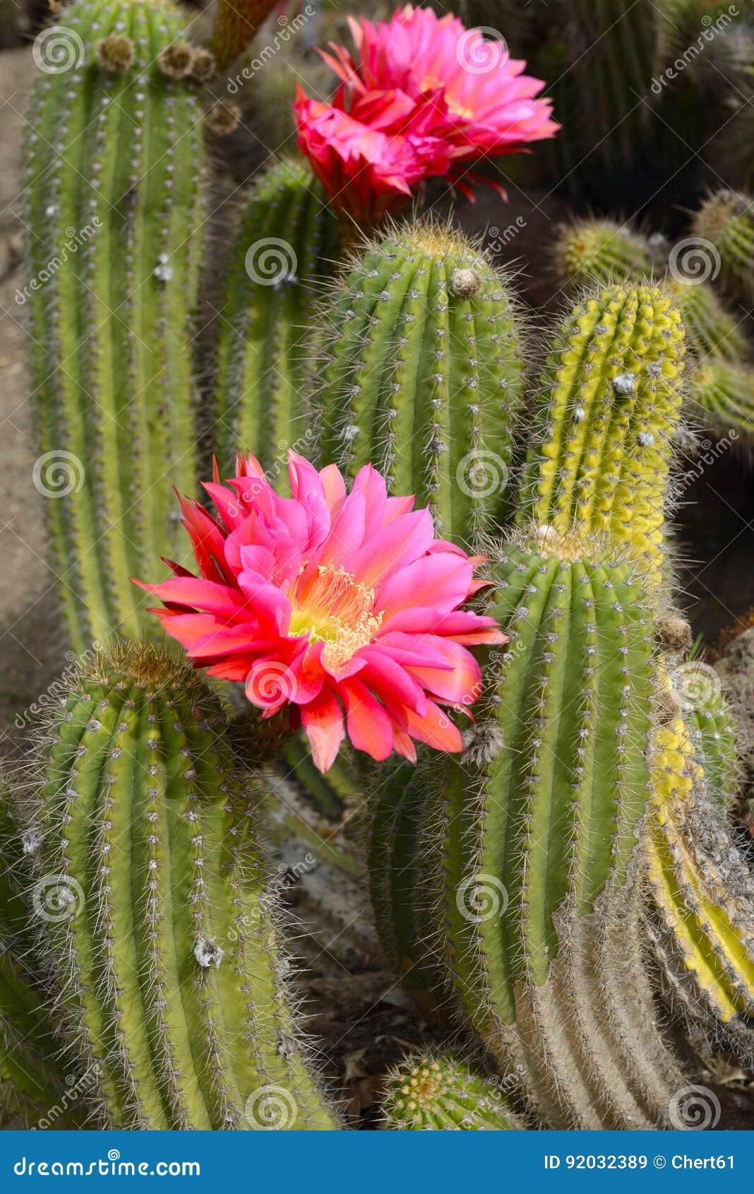 Cactus Desert Plant with Blossoming Red Flowers Stock Image - Image of  flora, mexico: 92032389