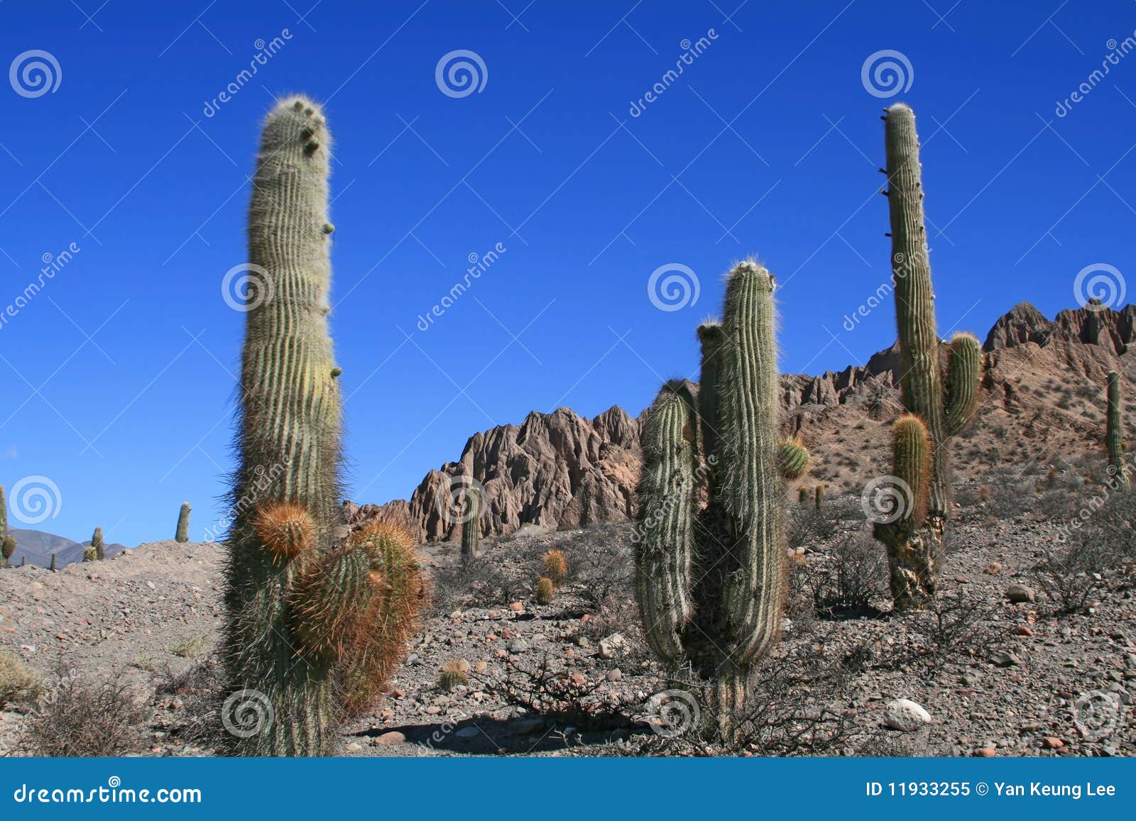 cactus in deserts