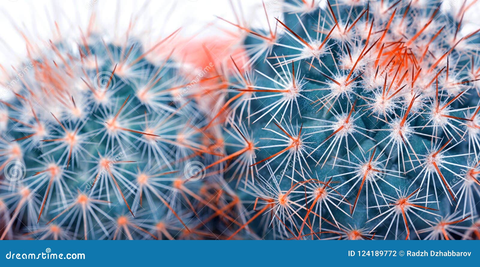 cactus detail closeup art fashion . cacti minimal concept. blue neon mood on white background. trendy bright color.