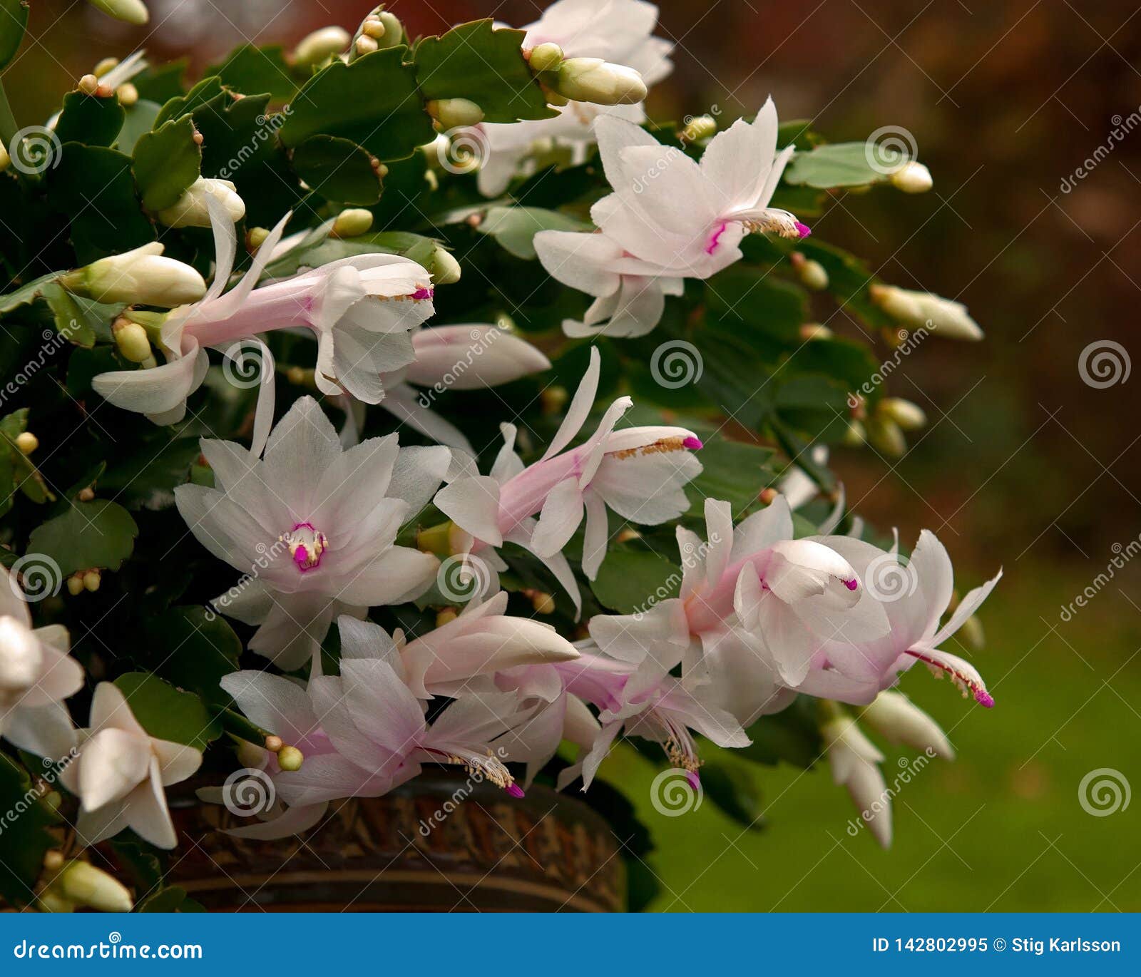 Cactus Di Natale.Cactus Di Natale Del Fiore Truncatel Della Schlumbergera Bianco Immagine Stock Immagine Di Pink Bellezza 142802995