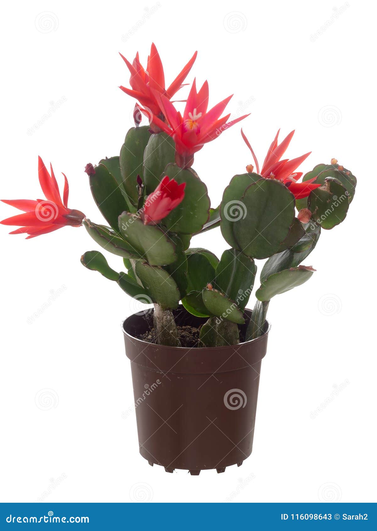 Cactus Di Natale.Cactus Di Natale Della Schlumbergera Aka Isolato Su Bianco Immagine Stock Immagine Di Popolare Plastica 116098643