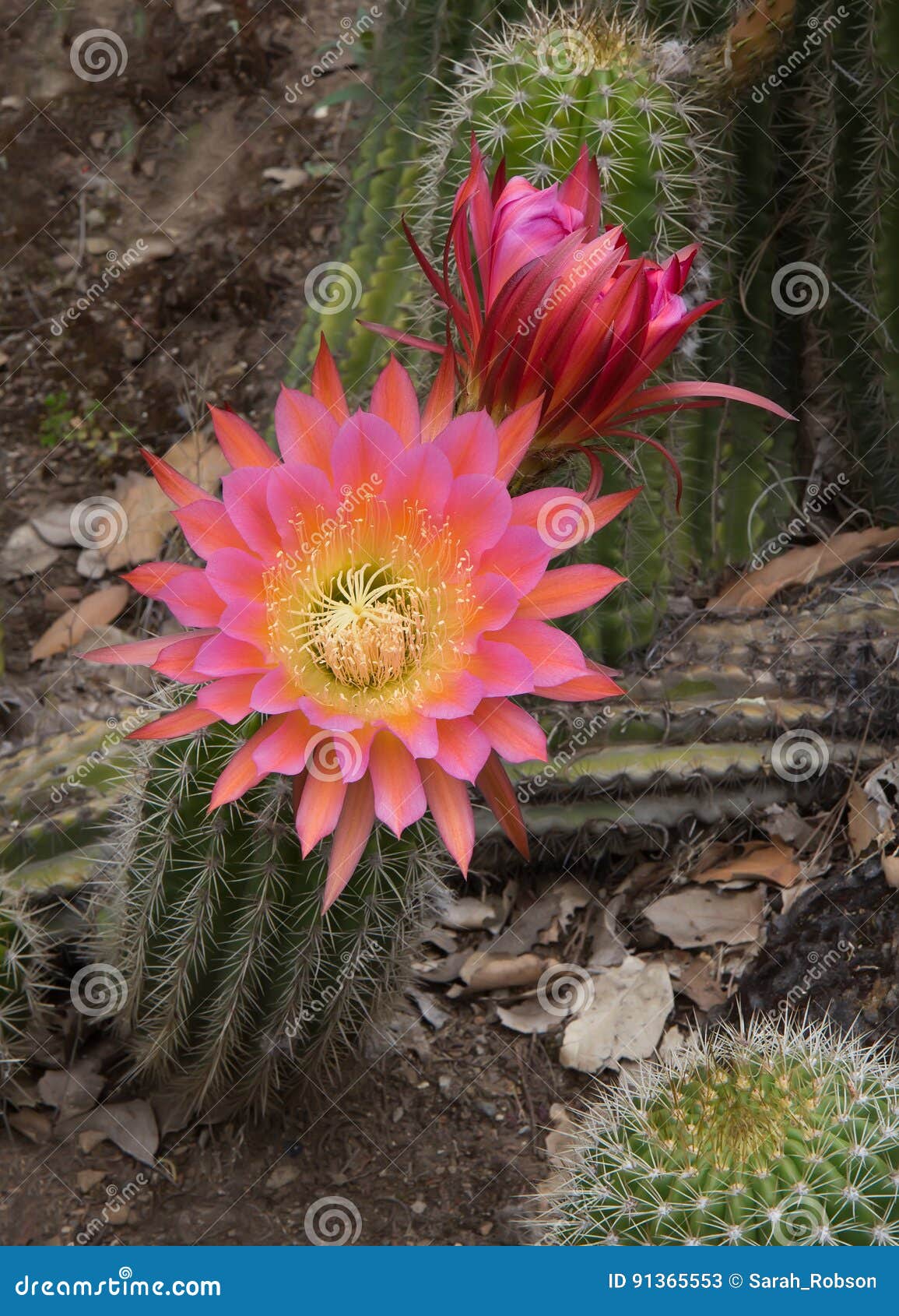 Cactus Echinopsis Hybrid Flying Saucer Stock Image - Image of