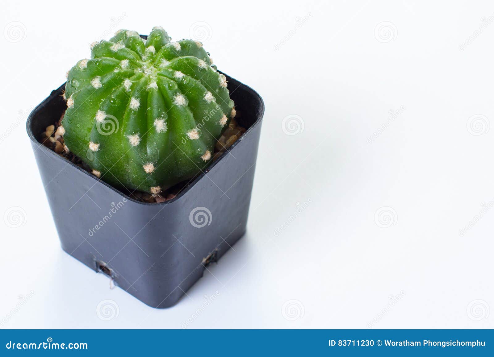 the cactus: echinopsis subdenudata