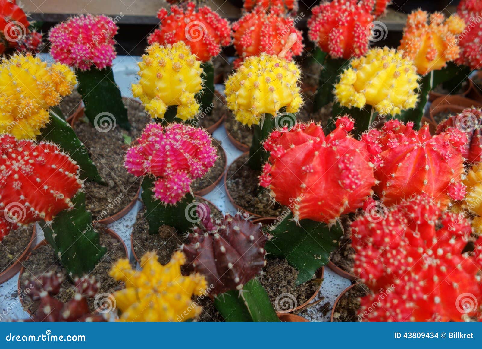 Cactus en diversos colores foto de archivo. Imagen de colores - 43809434