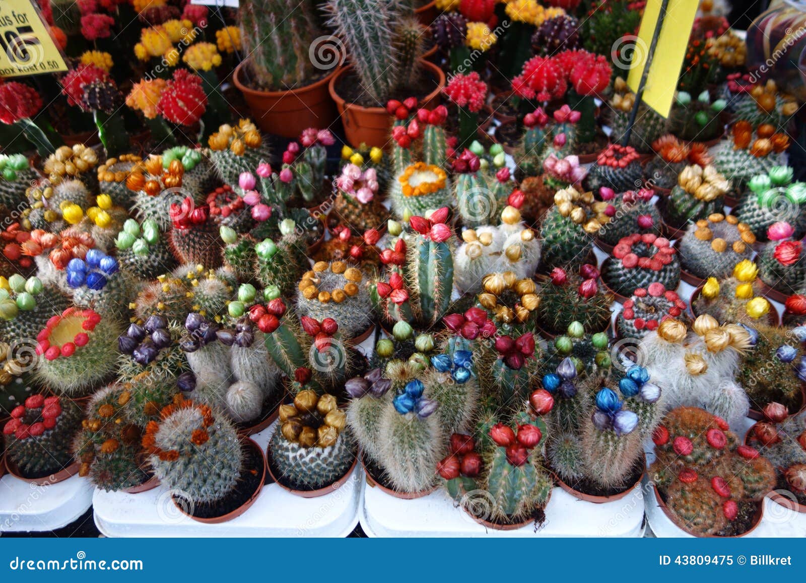 Cactus en diversos colores imagen de archivo. Imagen de antiguo - 43809475