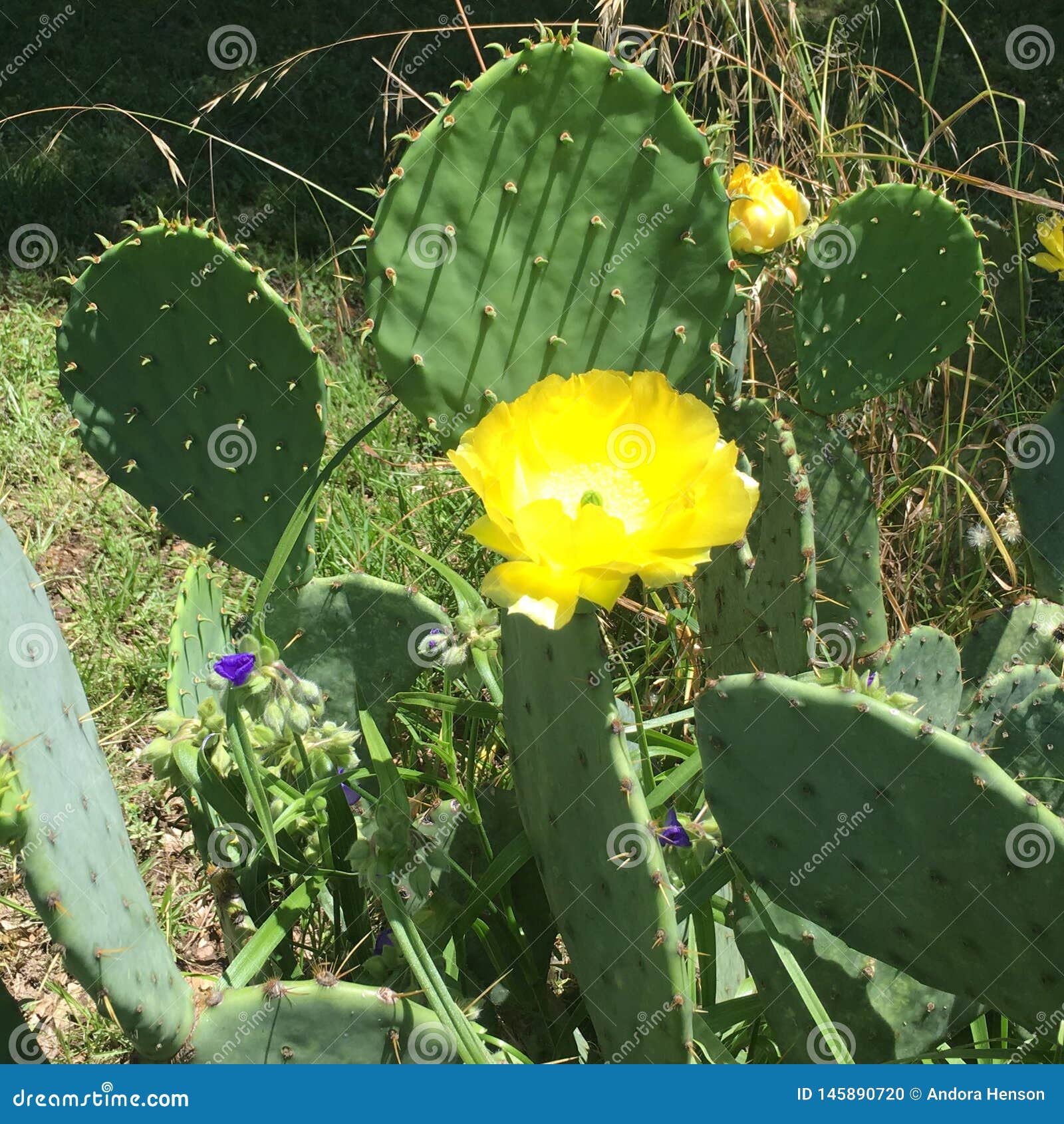 Cactus En La Floración Con Una Flor Azul Foto de archivo - Imagen de crece,  azul: 145890720