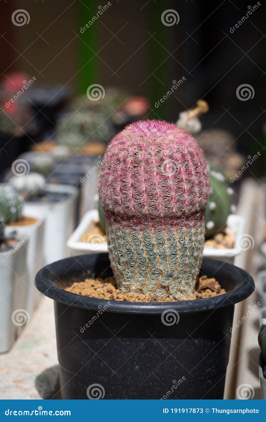 Cactus En Maceta De Flor Negra Imagen de archivo - Imagen de dorado, verde:  191917873