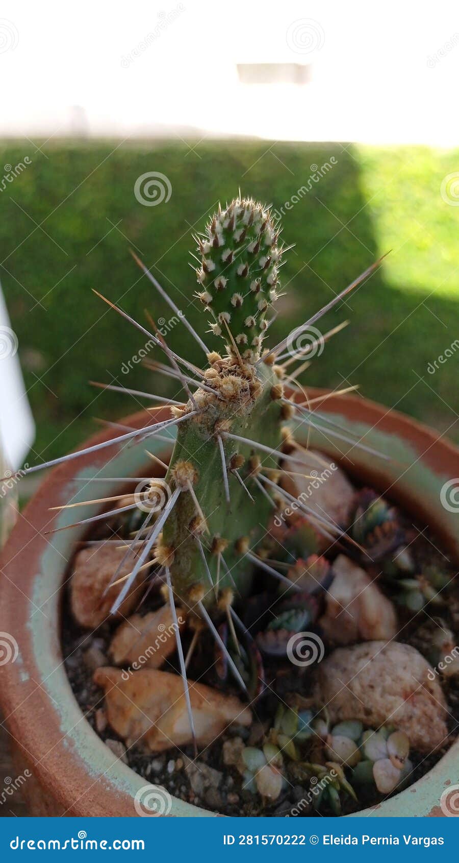 cactus espinas planta xerofila suculent