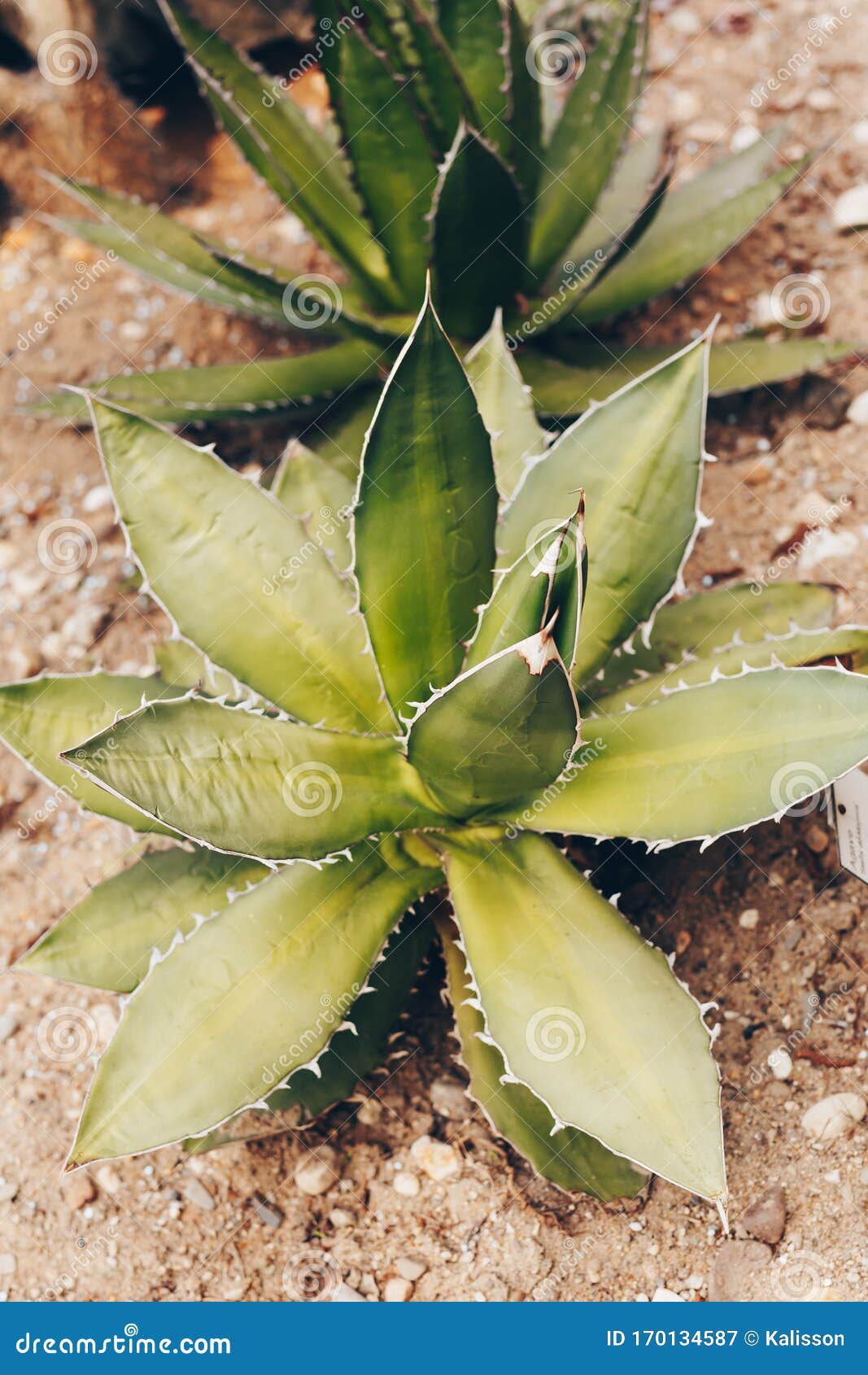 Cactus. Exotic Plant in the Natural Environment Stock Image Image of