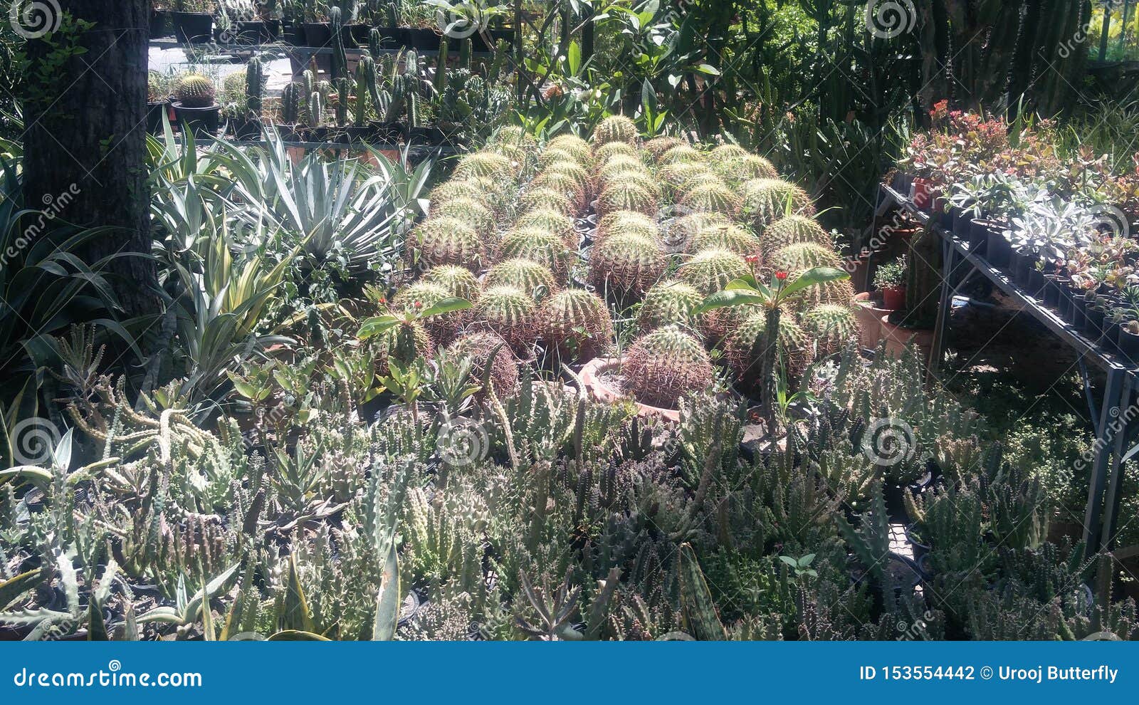 Cactus Farm in Lahore Pakistan Stock Photo Image of cactus, farm