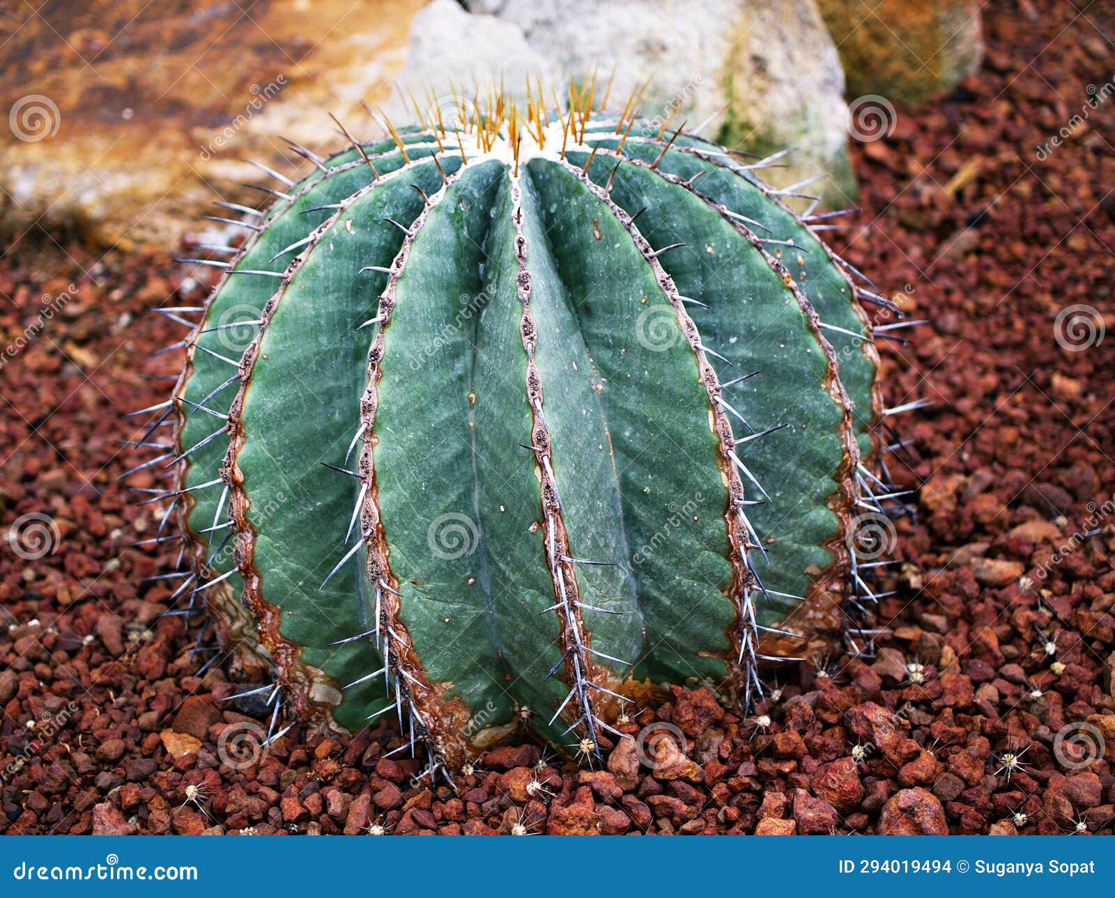 cactus ferocactus glaucescens ,glaucous barrel cactus ,ferokaktus sinewy ,blue barrel cactus in family cactaceae