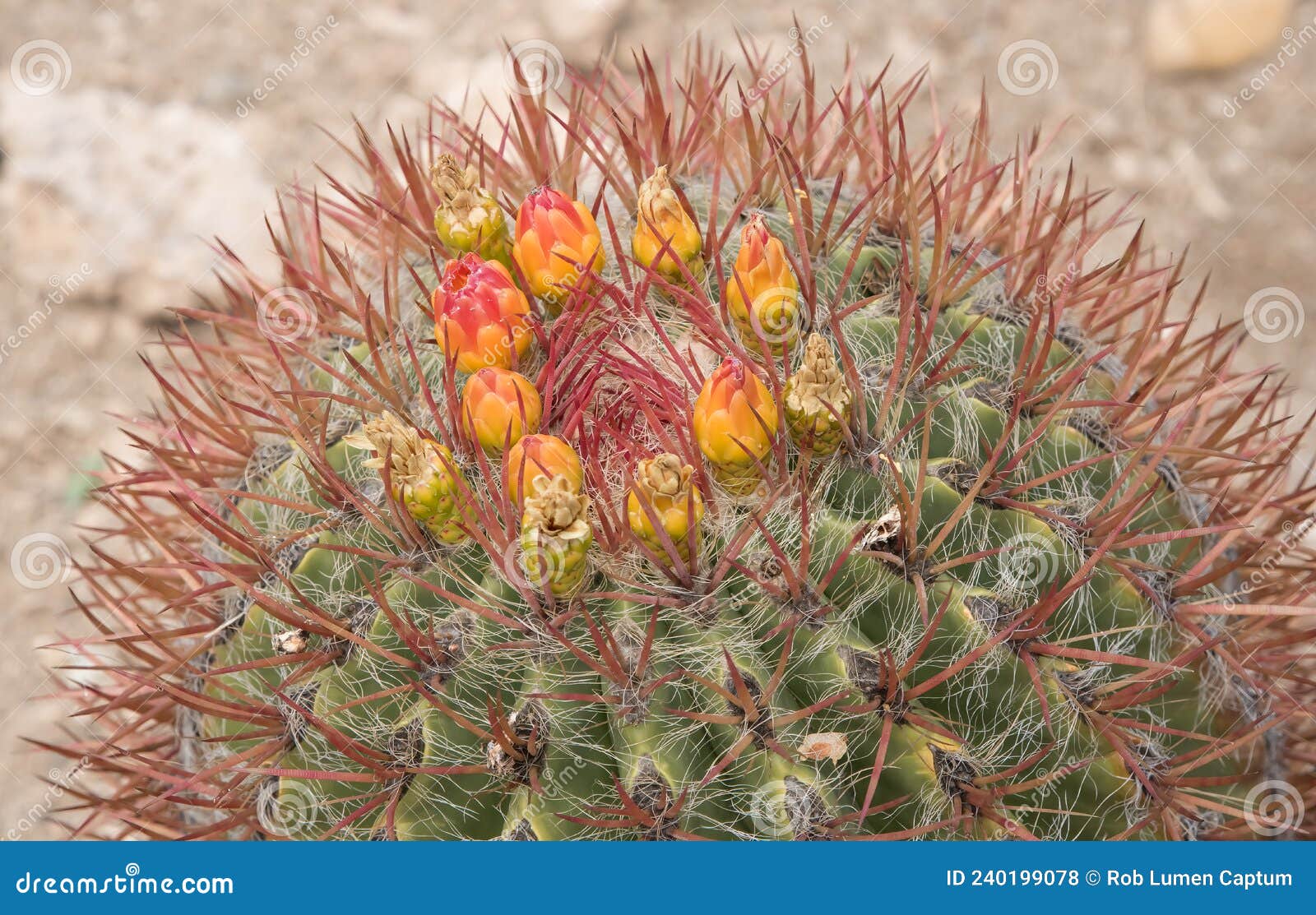 Cactus Ferocactus Pilosus Chihuahua Mexicano Foto de archivo - Imagen de inflorescencia, suculento: 240199078 Cactus Ferocactus Pilosus Chihuahua Mexicano Foto de archivo - Imagen de inflorescencia, suculento: 240199078
