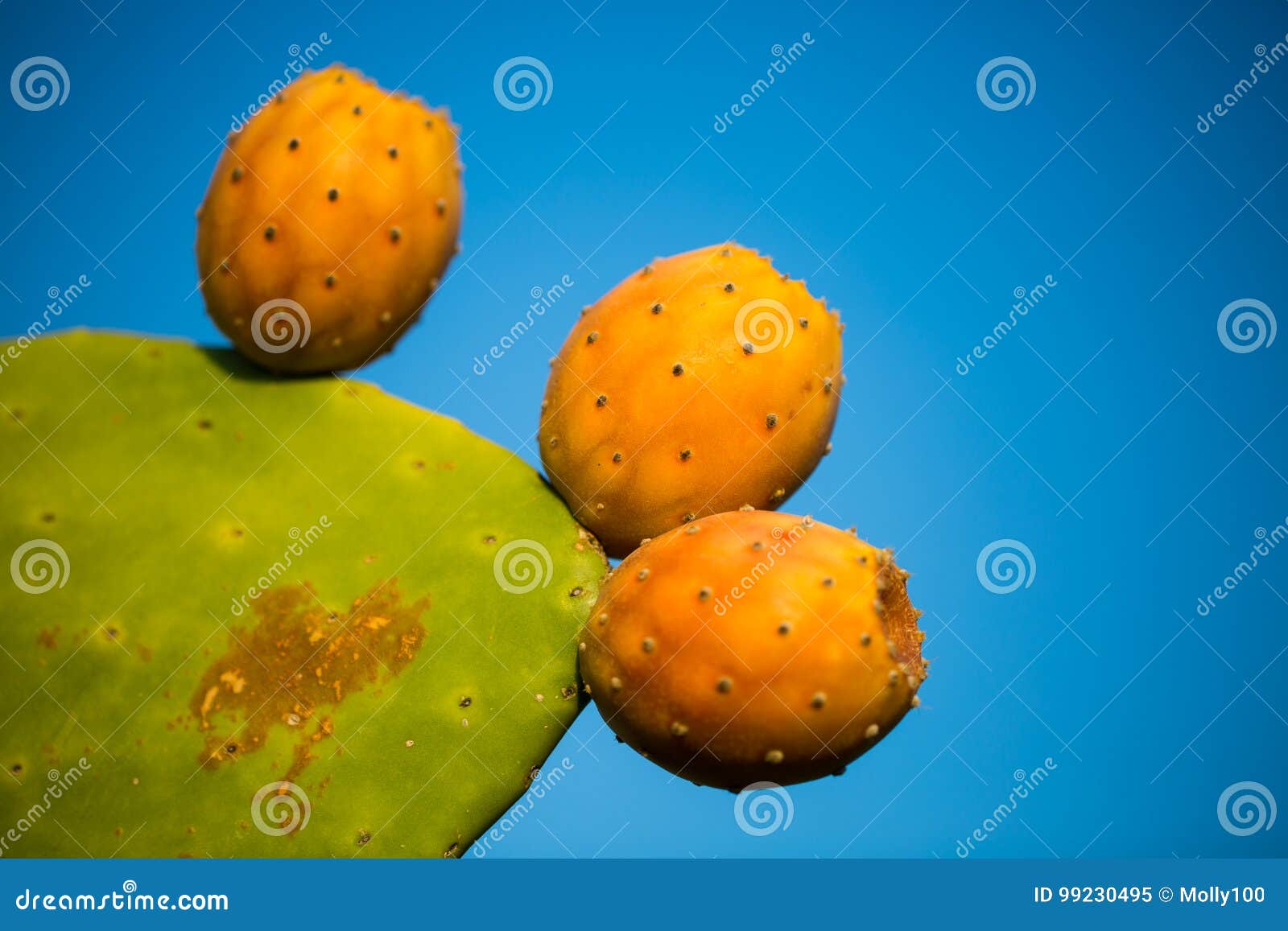 Cactus Figs on tree stock image. Image of blue, closeup - 99230495